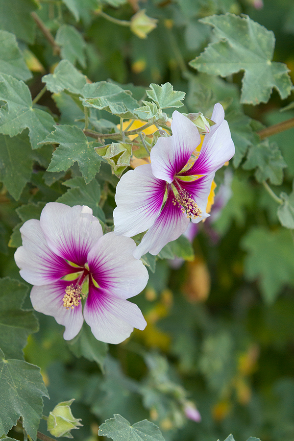 Tree Mallow – Desert Horizon Nursery