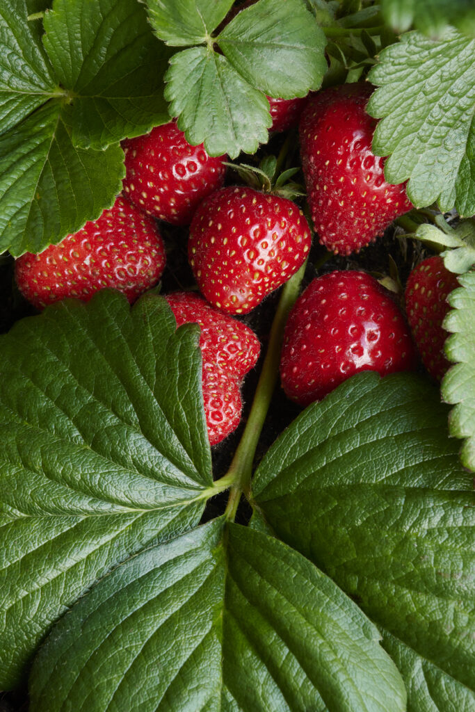 Seascape Strawberry – Desert Horizon Nursery