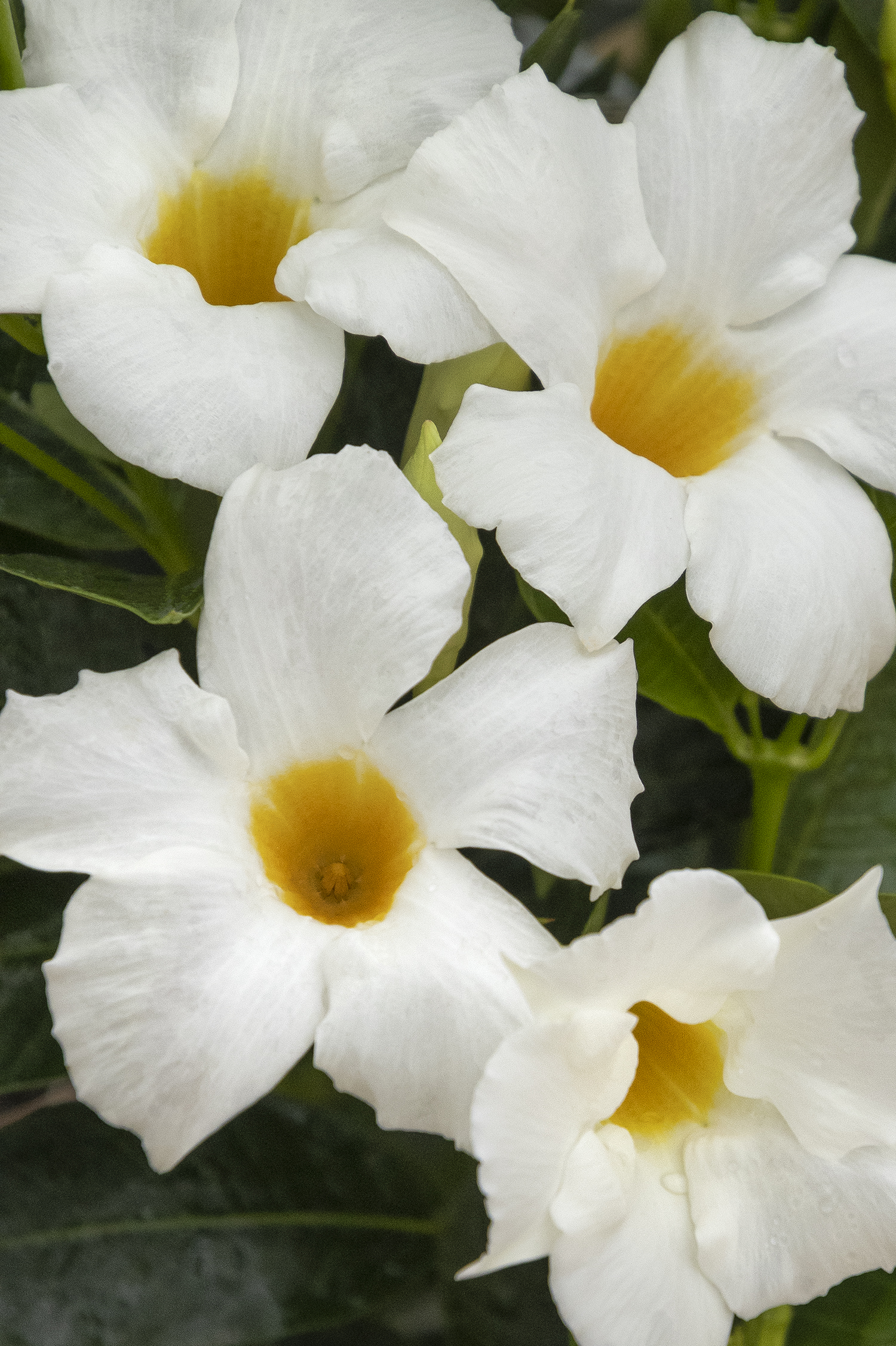 Mandevilla 'Sunparacoho' – Desert Horizon Nursery