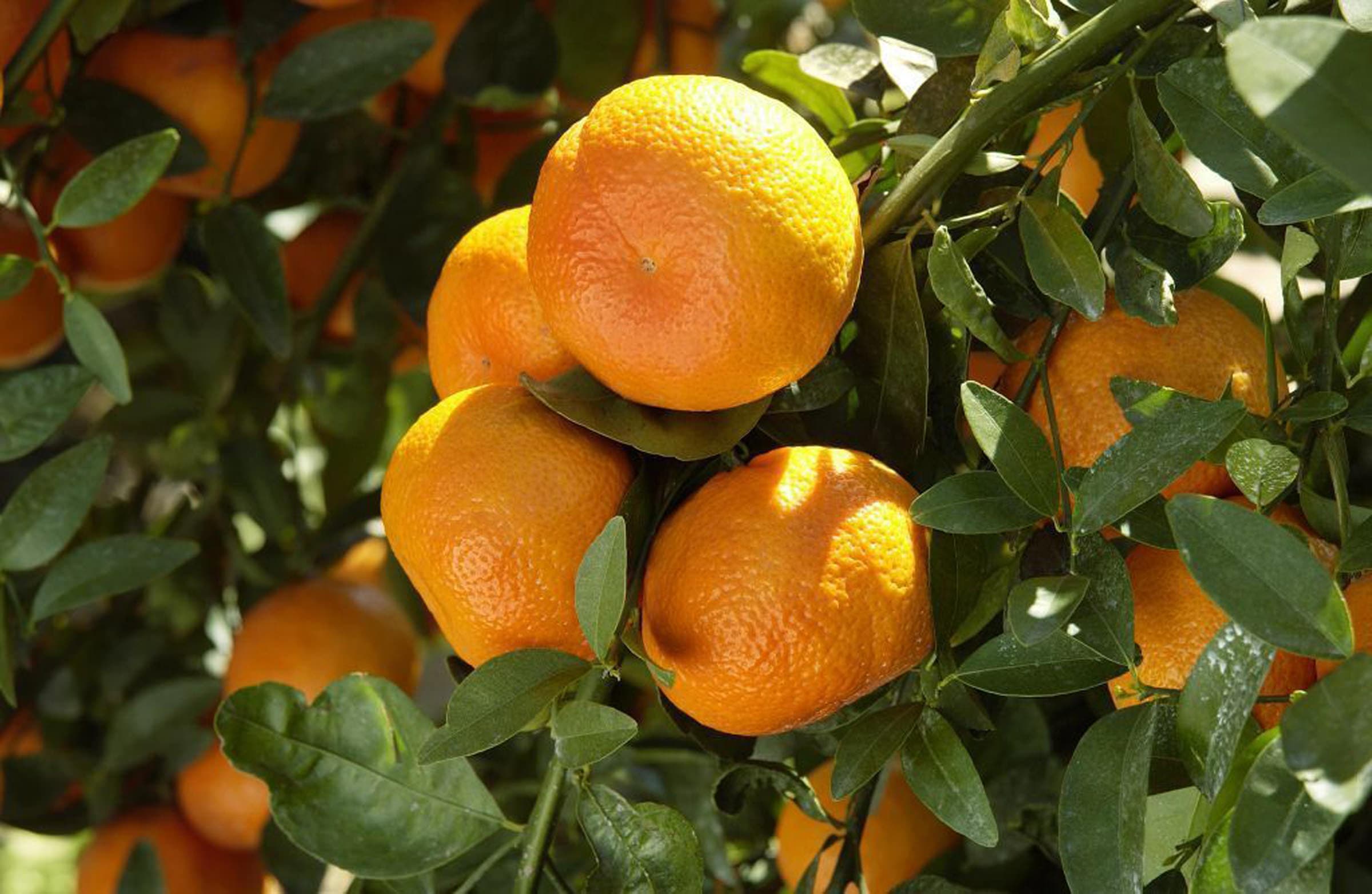 Arizona Sweet Orange – Desert Horizon Nursery