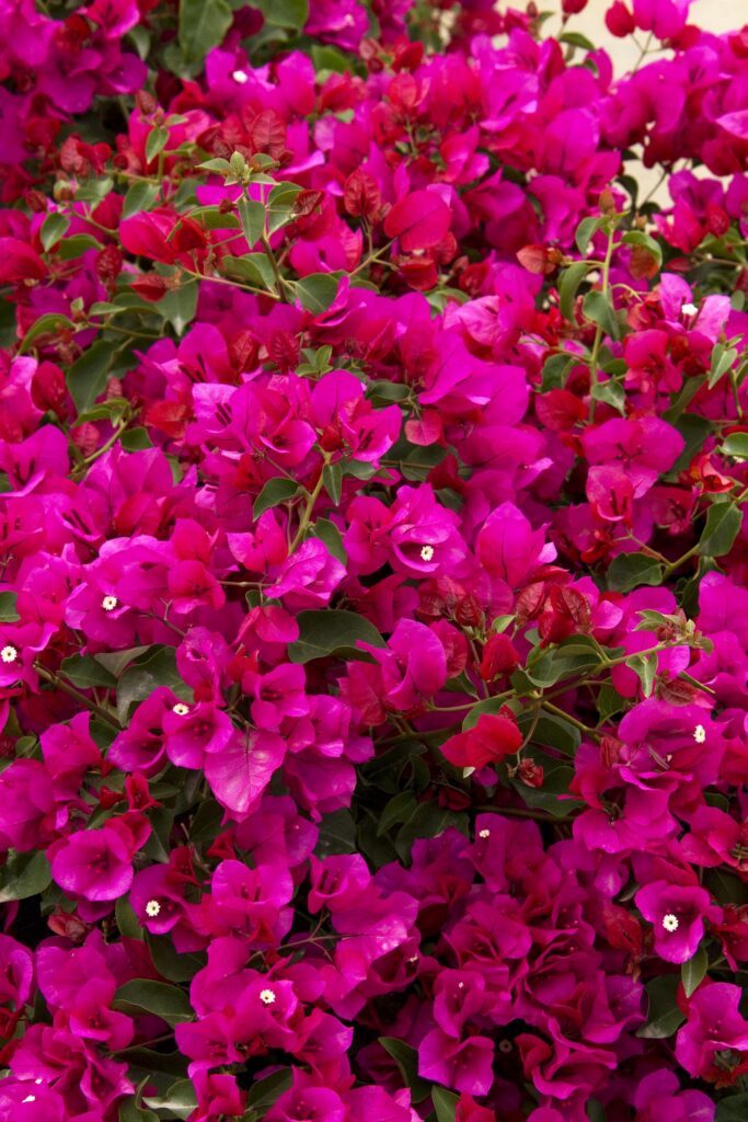Bougainvillea 'La Jolla' – Desert Horizon Nursery