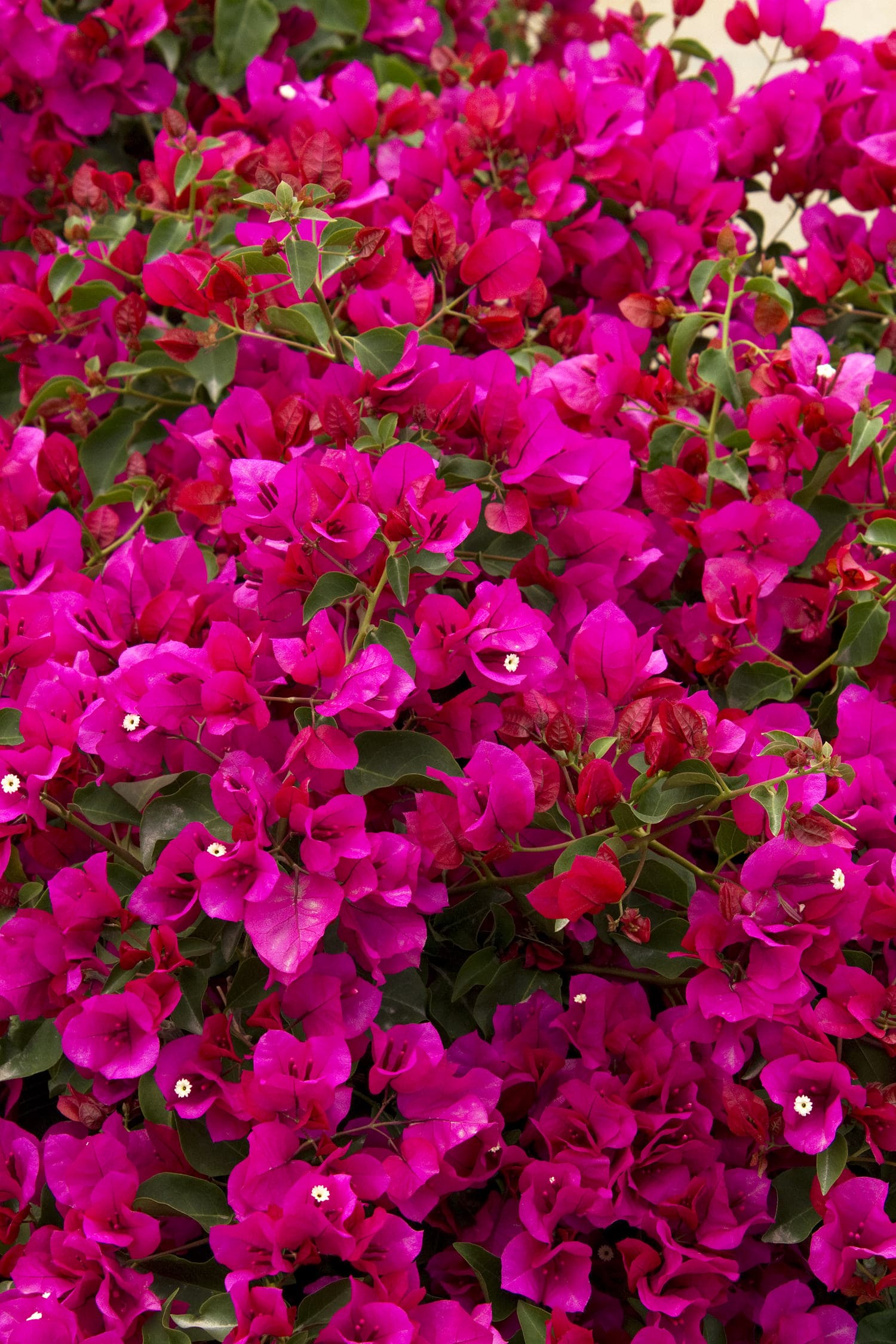 Bougainvillea 'La Jolla' – Desert Horizon Nursery