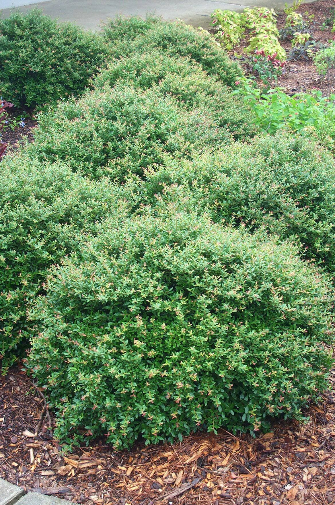 Dwarf Yaupon Holly – Desert Horizon Nursery