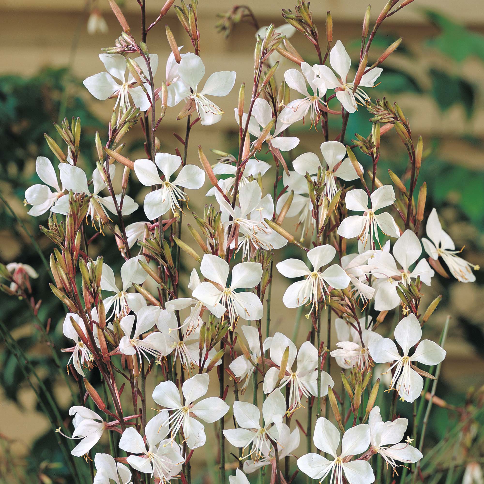 White Gaura – Desert Horizon Nursery