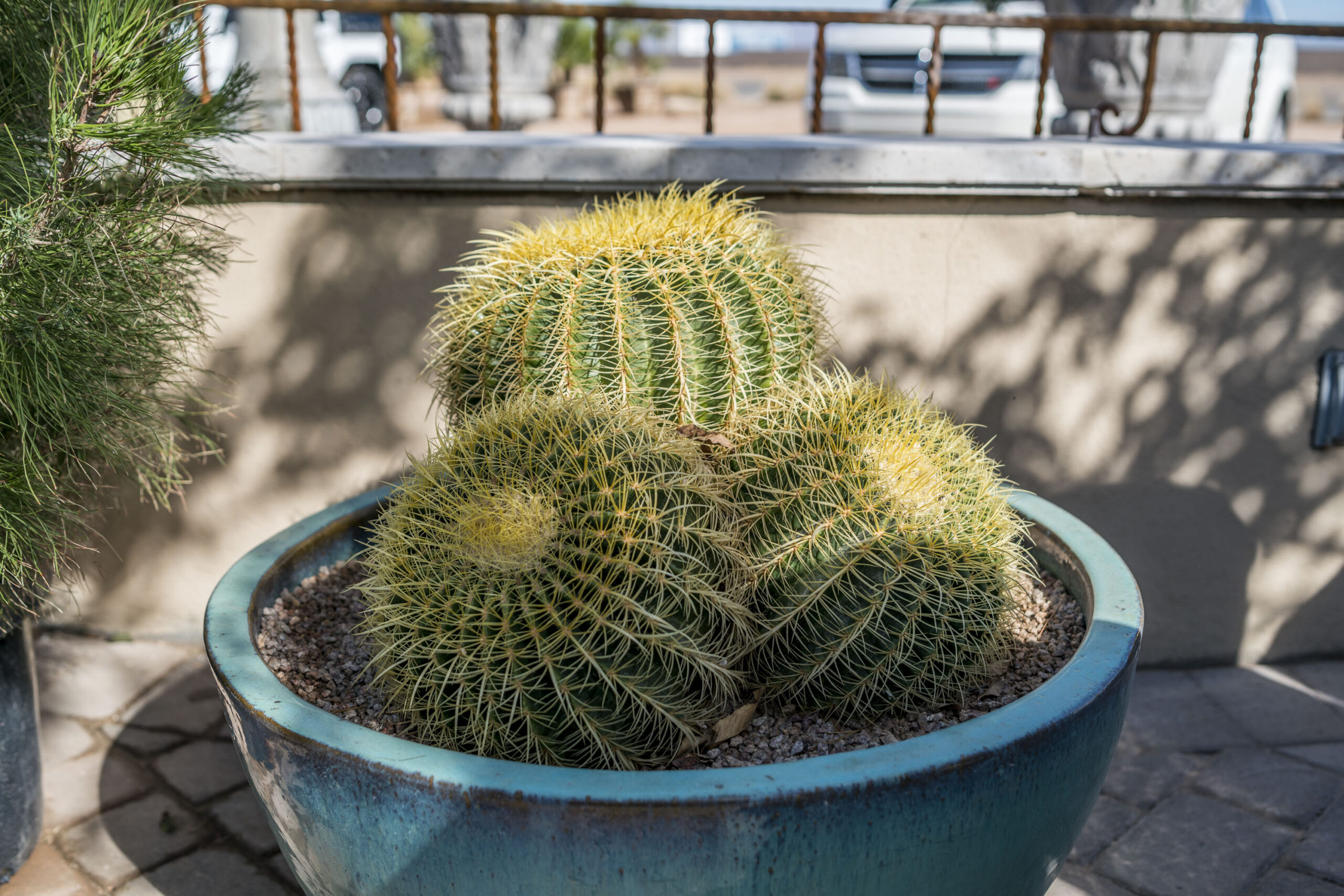 Golden Barrel Cluster – Desert Horizon Nursery