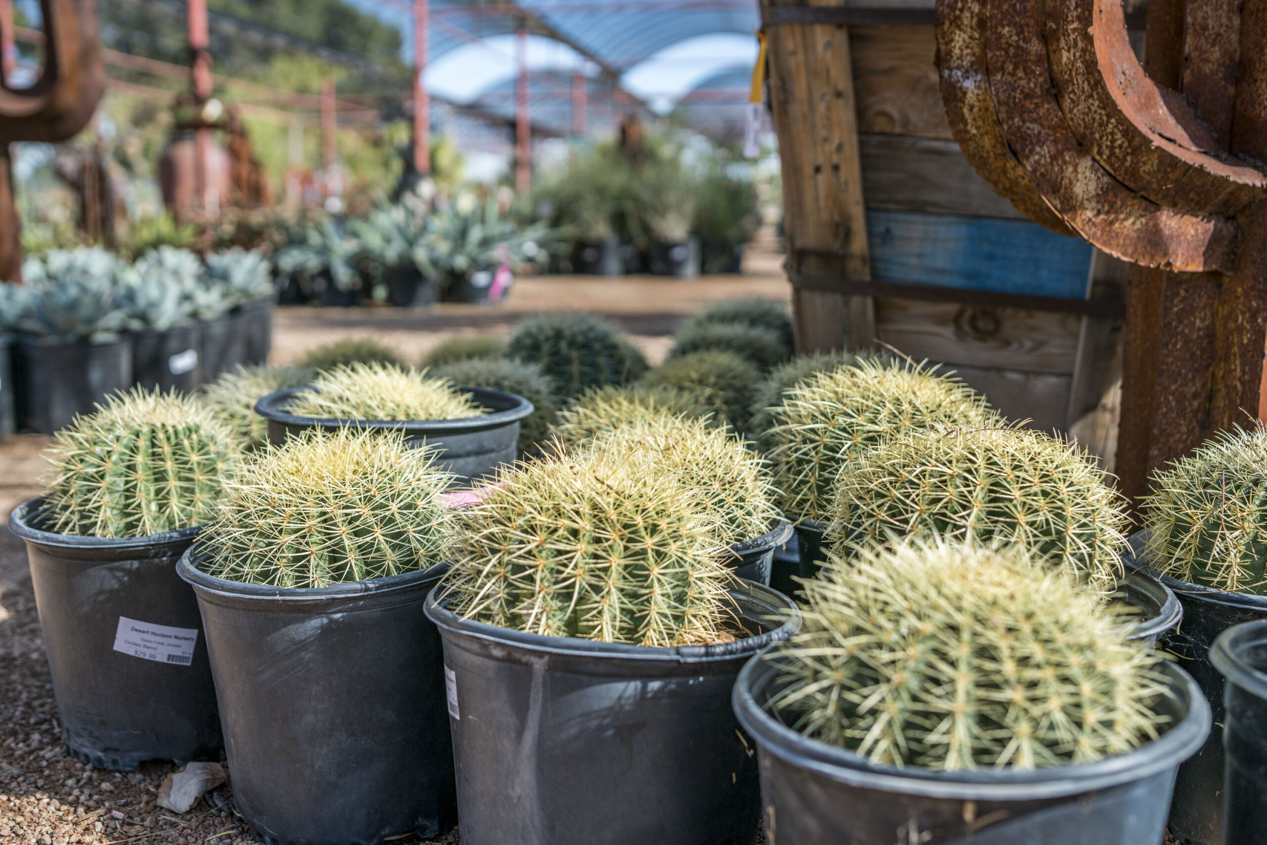 Golden Barrel Cactus – Desert Horizon Nursery