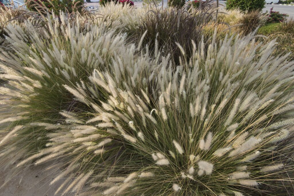 Green Fountain Grass – Desert Horizon Nursery