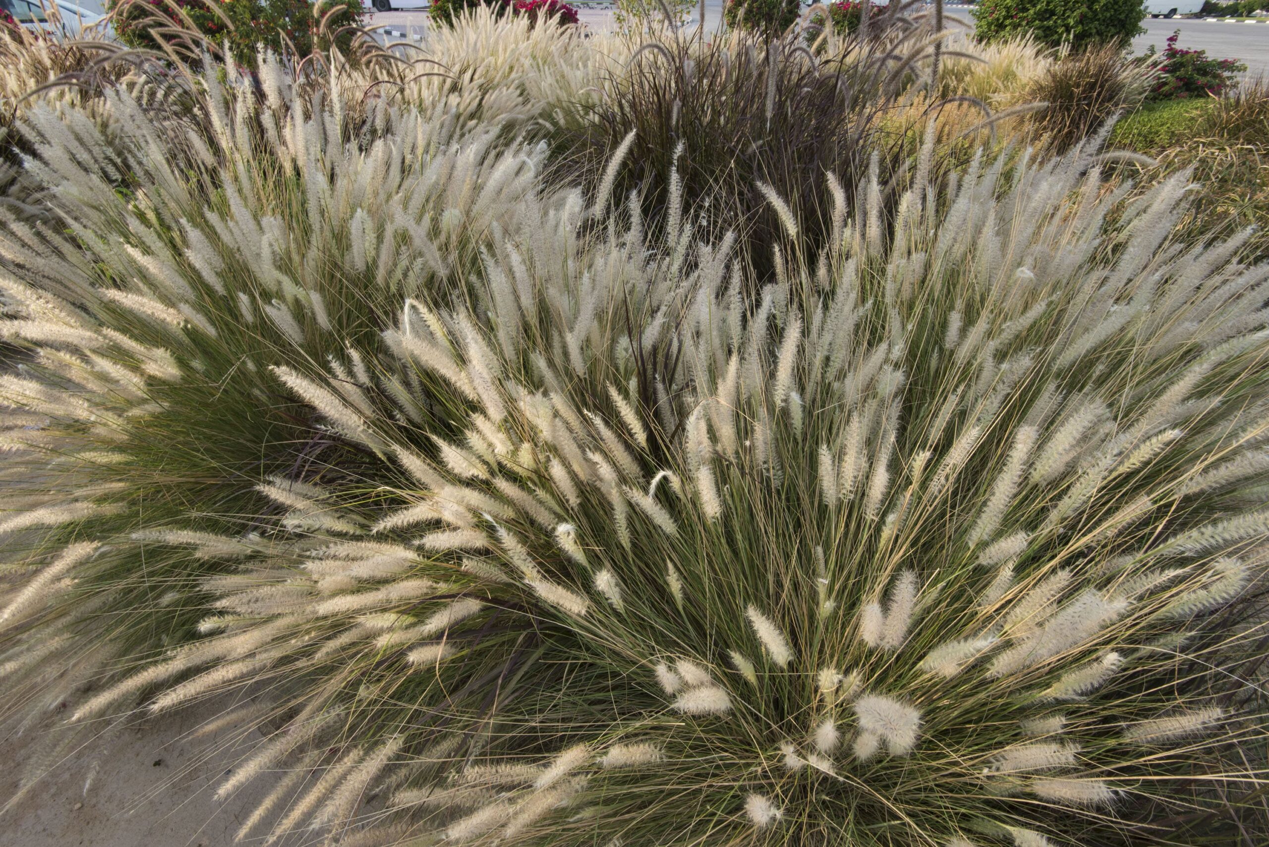 Green Fountain Grass – Desert Horizon Nursery
