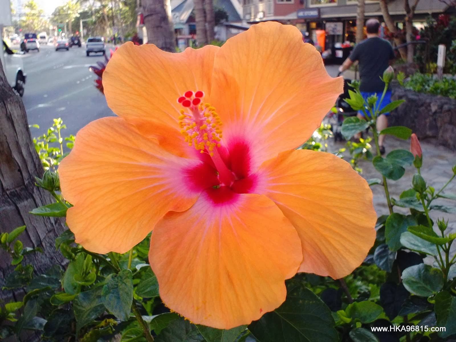Apricot Hibiscus – Desert Horizon Nursery