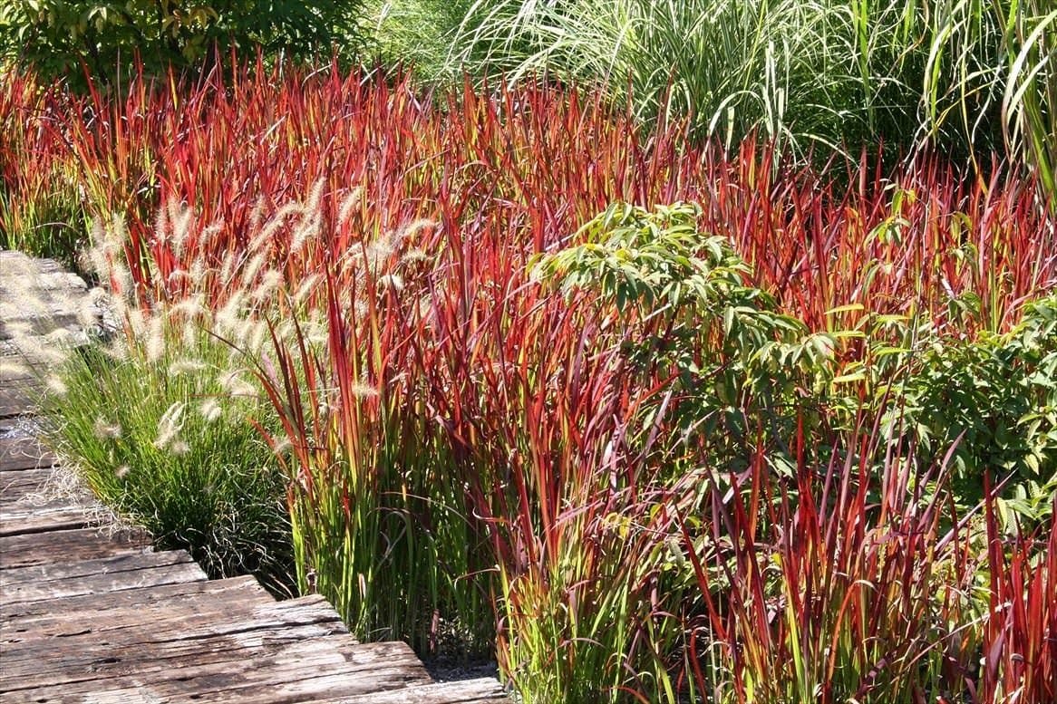 Japanese Blood Grass – Desert Horizon Nursery