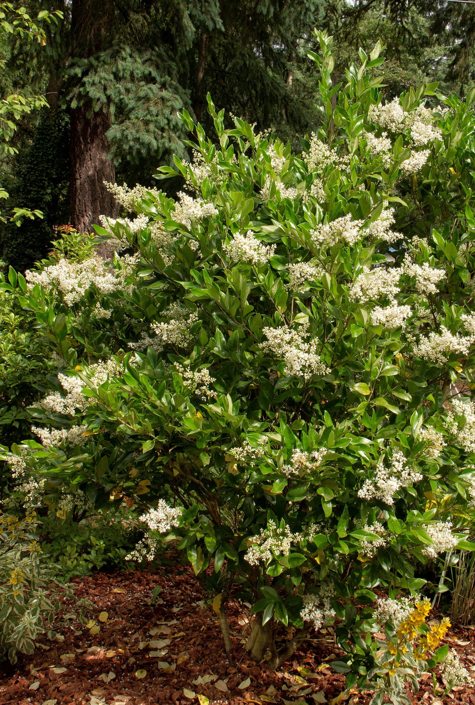 Japanese Privet – Desert Horizon Nursery