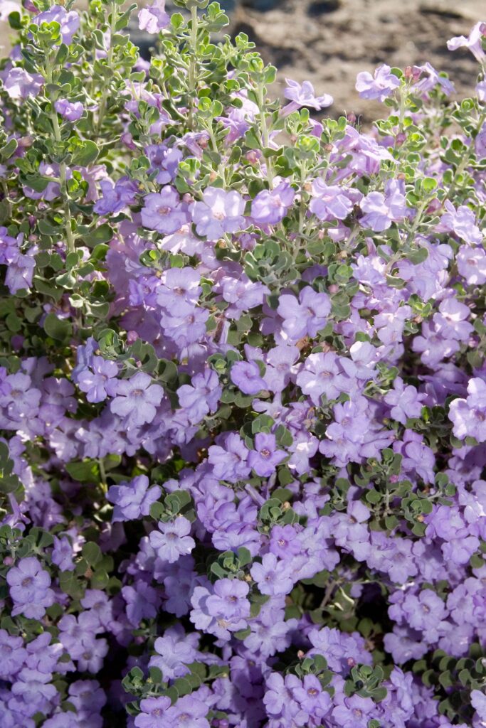 Lynn's Legacy Sage – Desert Horizon Nursery