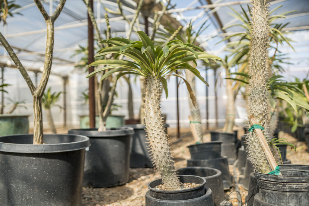 Madagascar Palm – Desert Horizon Nursery