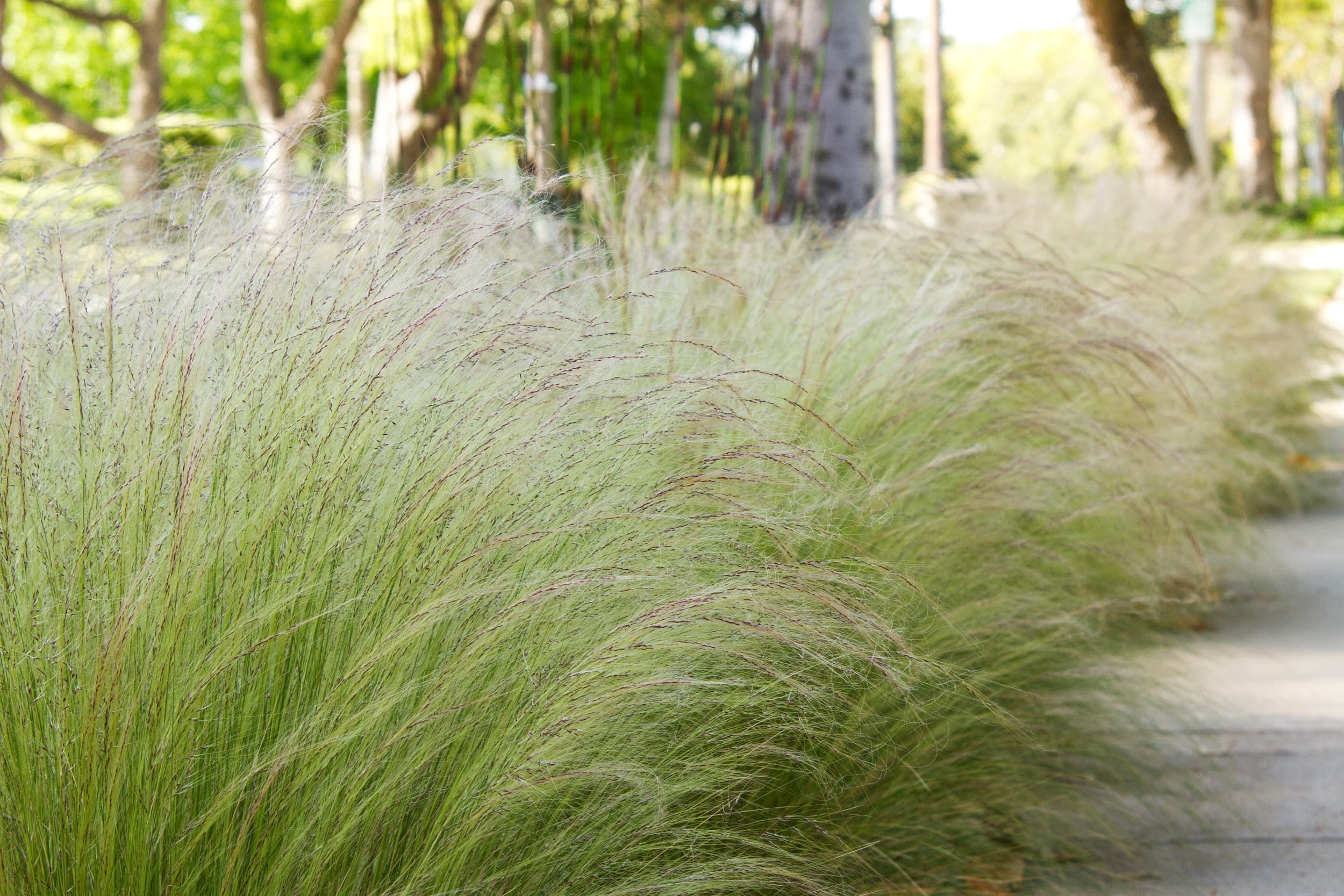 Mexican Feather Grass – Desert Horizon Nursery