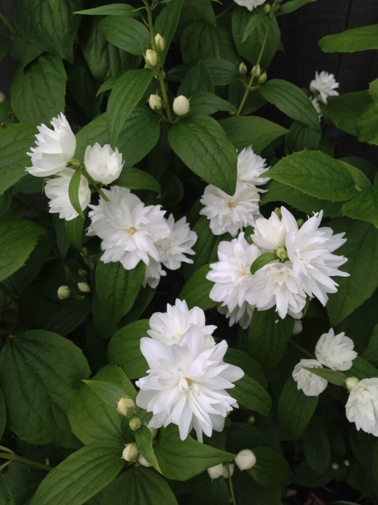 Mock Orange Dwarf – Desert Horizon Nursery