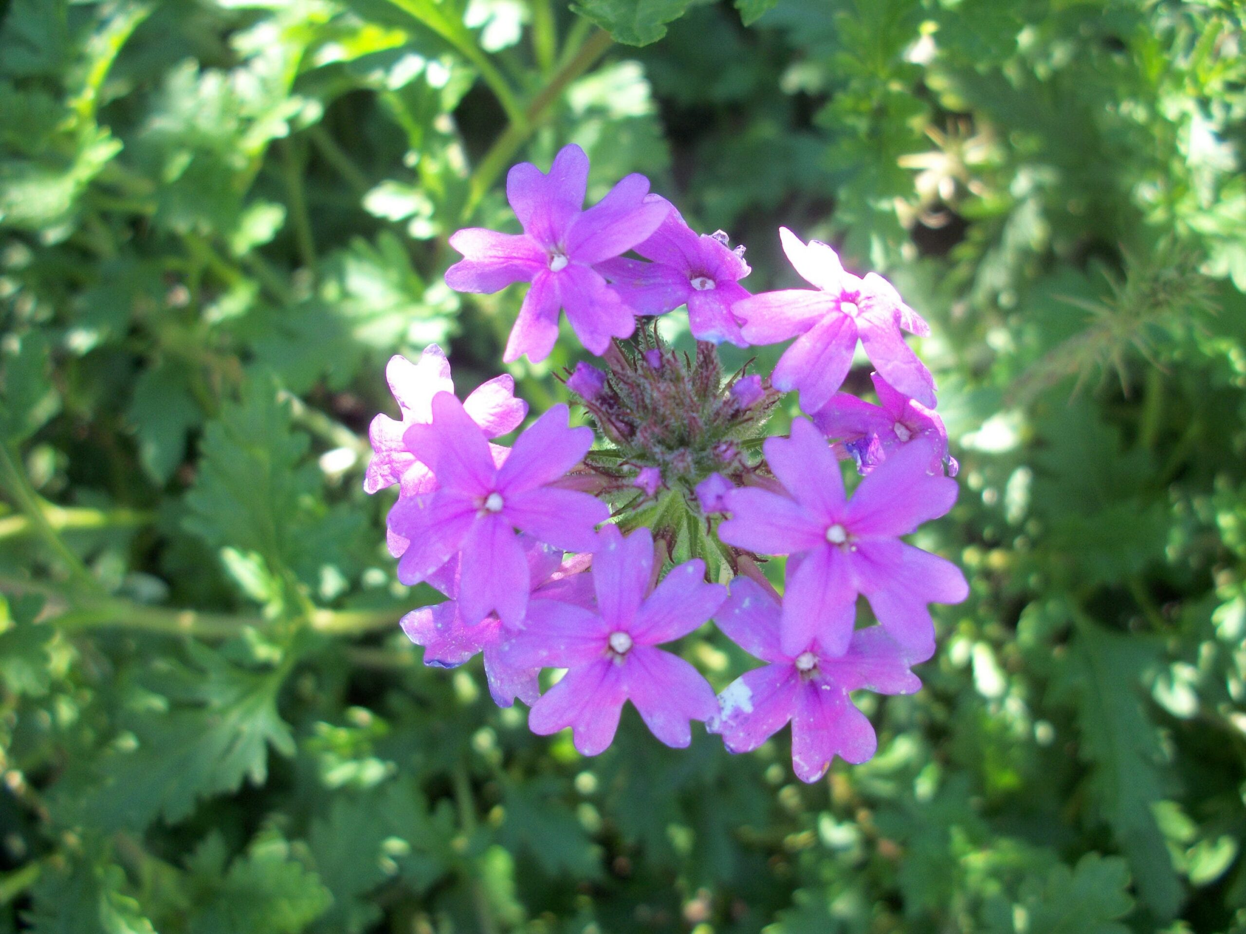Moss Verbena Purple – Desert Horizon Nursery