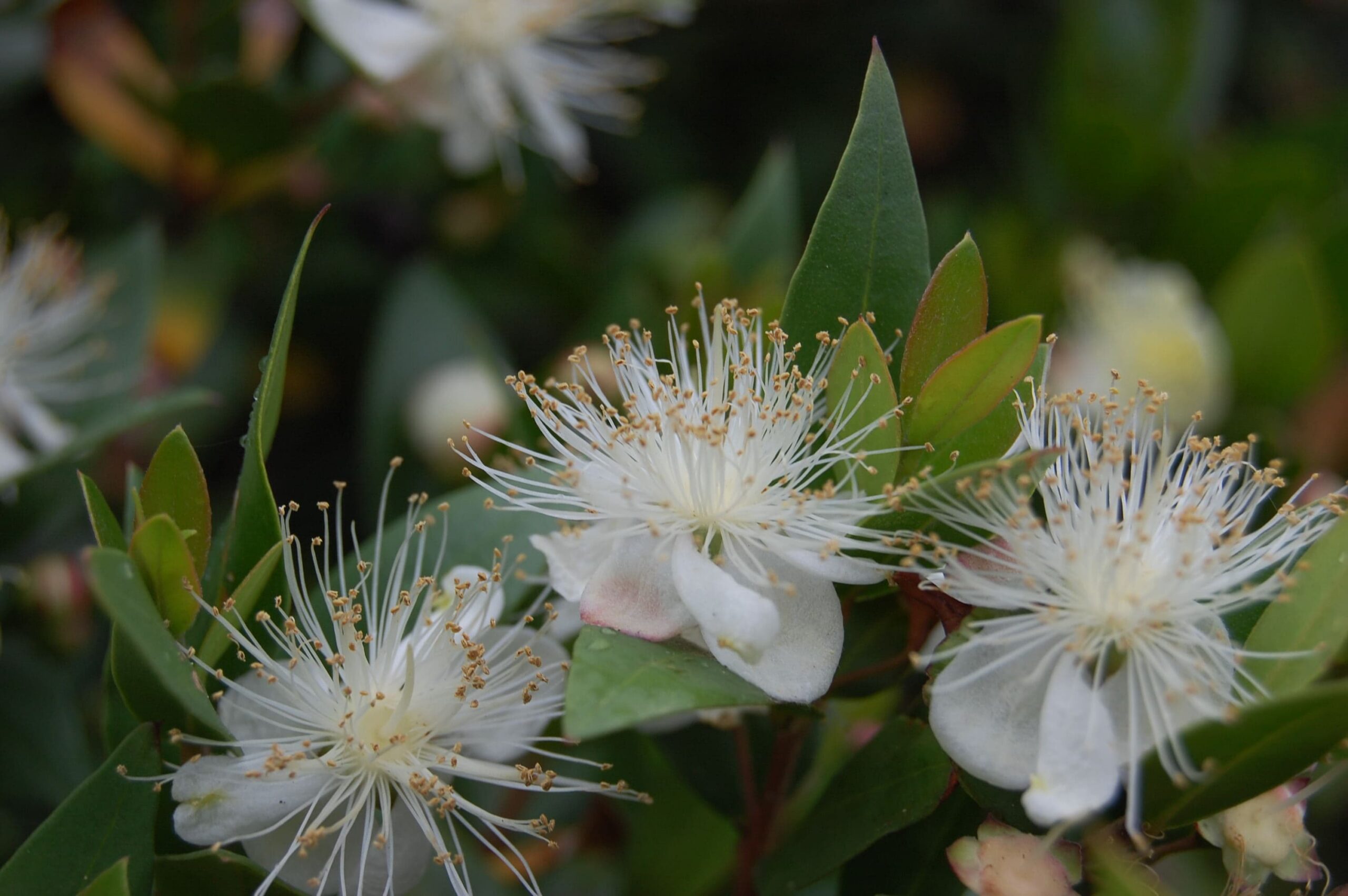 Myrtle Common – Desert Horizon Nursery