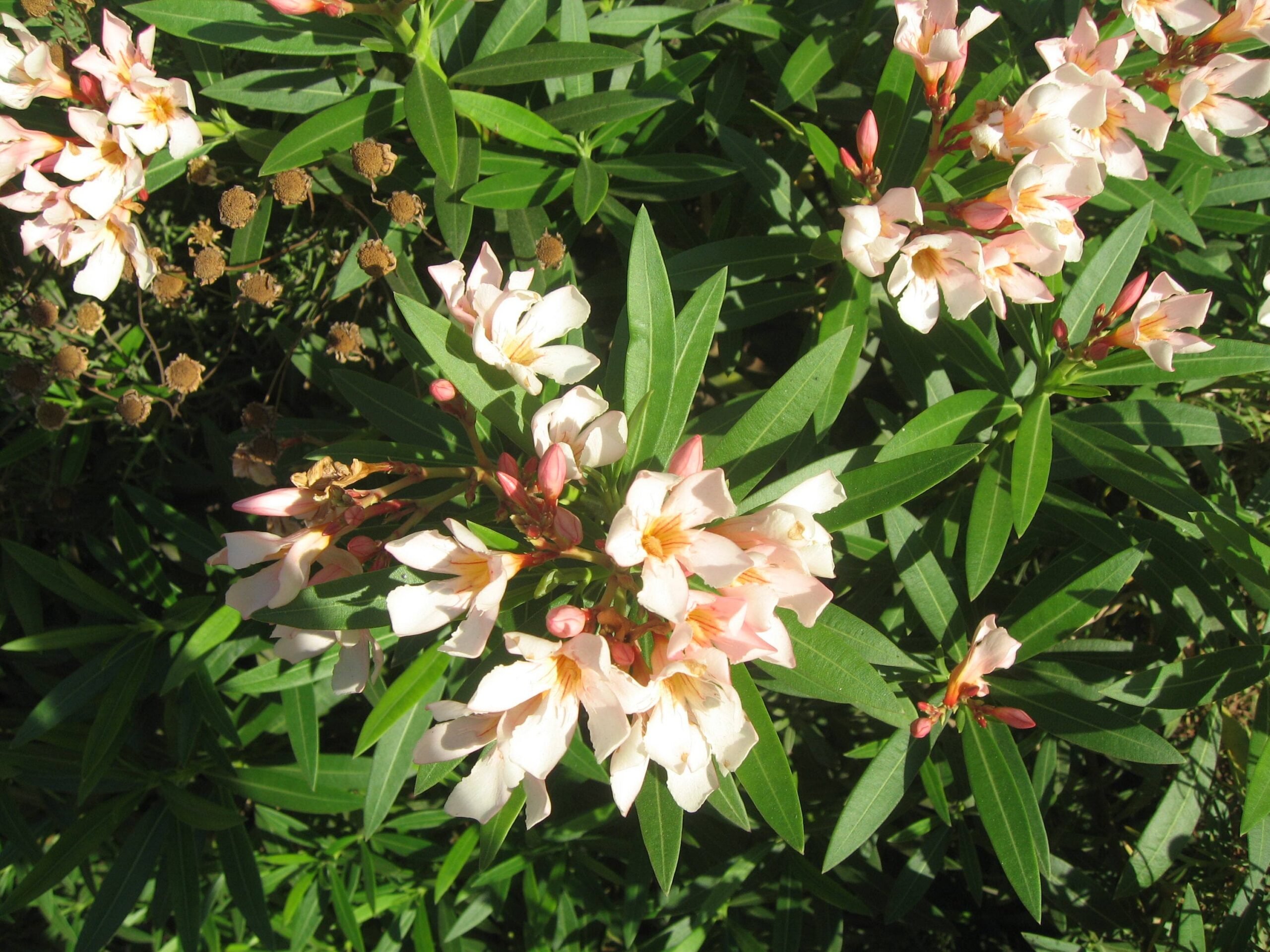 Oleander - Petite Salmon – Desert Horizon Nursery