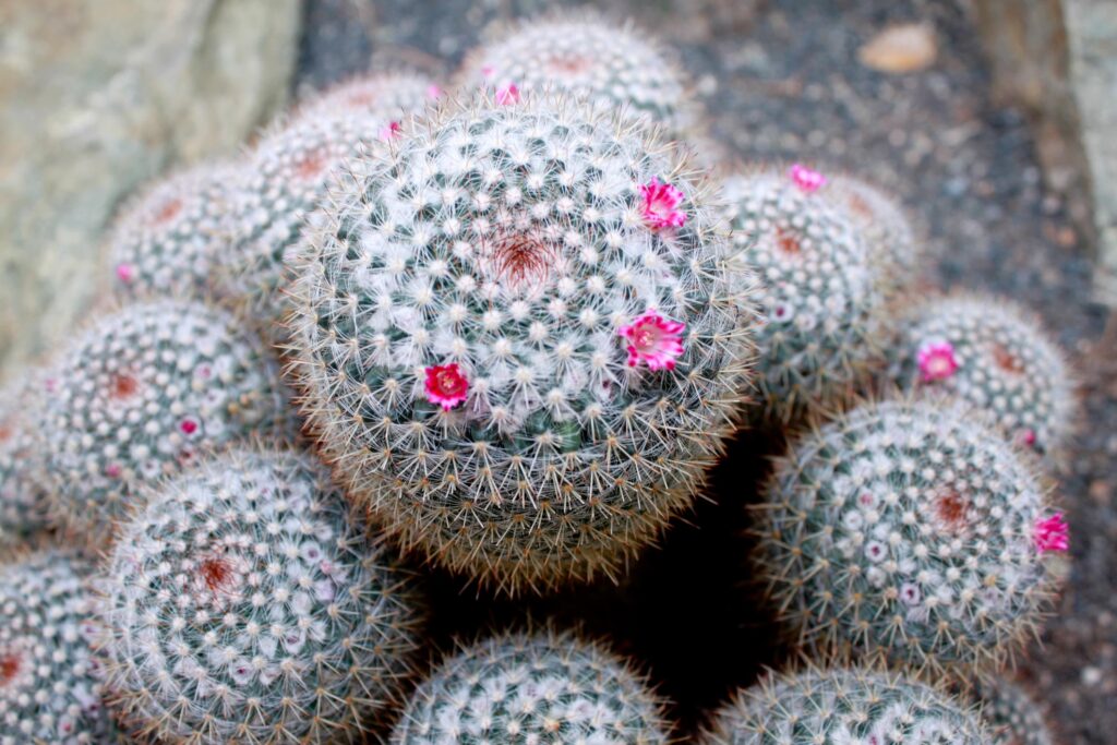 Owl Eye Pincushion – Desert Horizon Nursery