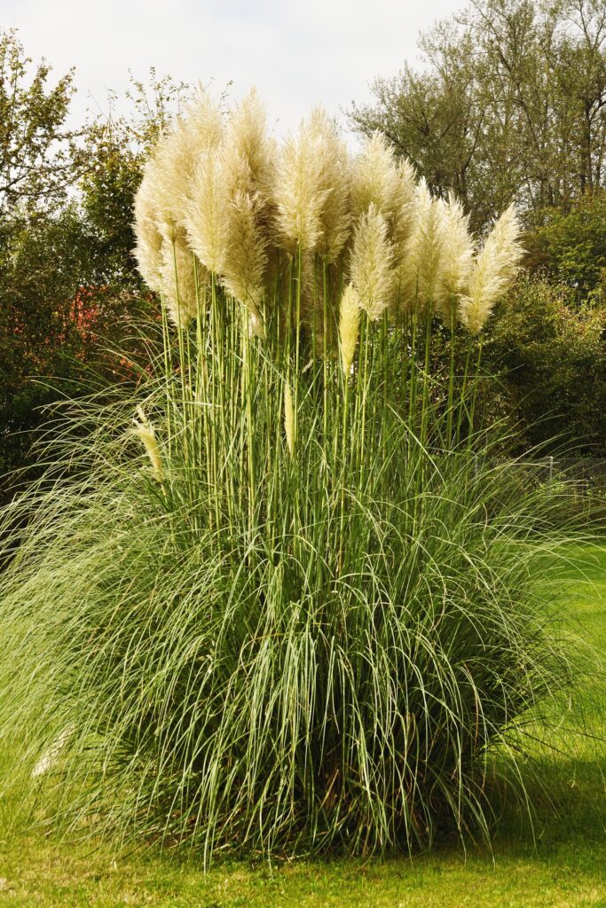 Pampas Grass – Desert Horizon Nursery