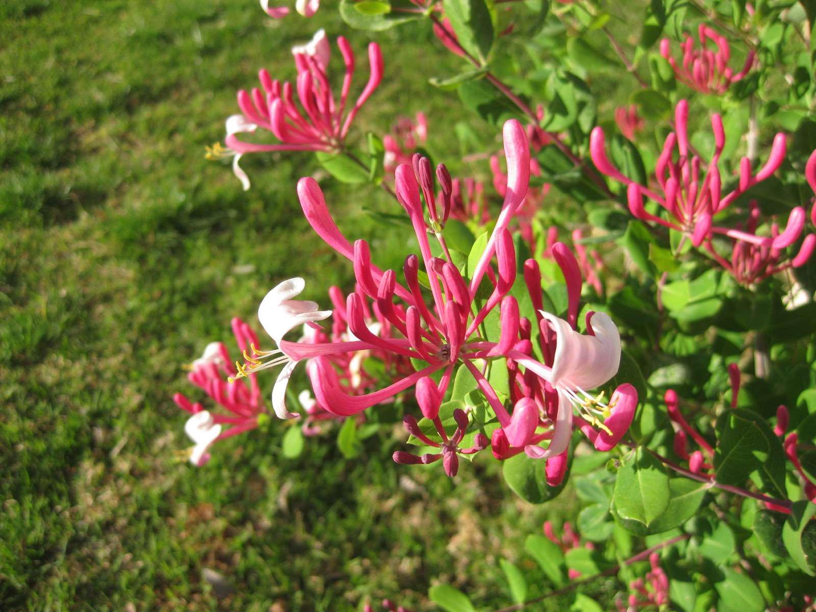 Pam's Pink Honeysuckle – Desert Horizon Nursery