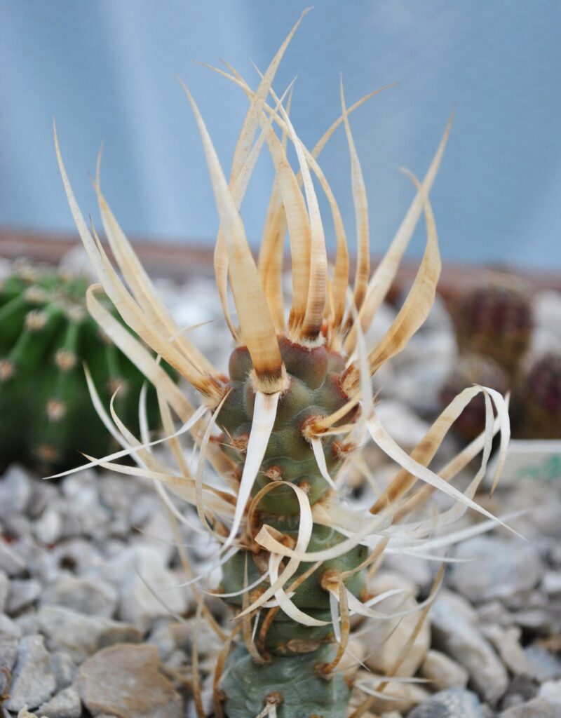 Paper Spine Grey – Desert Horizon Nursery