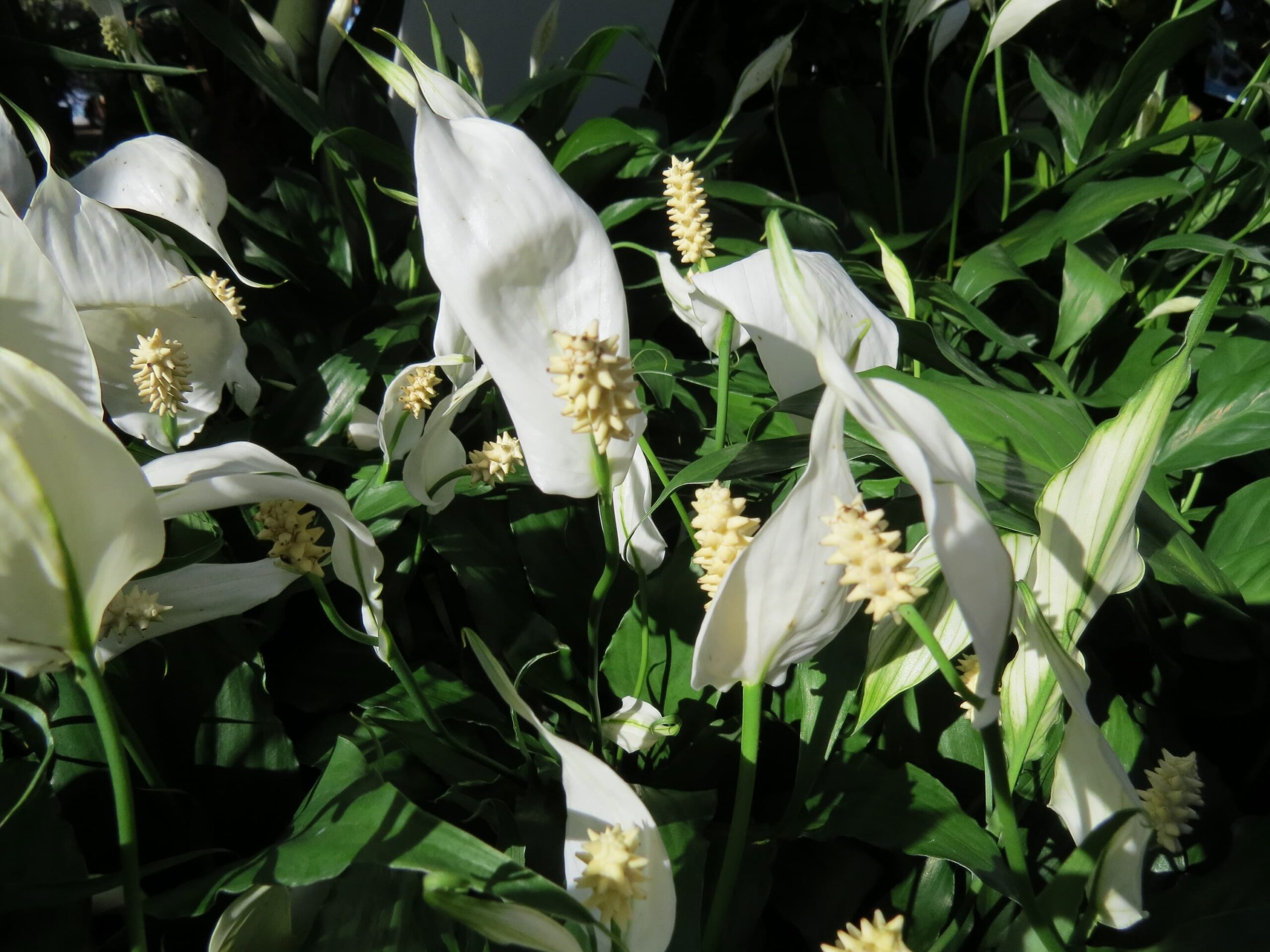 Peace Lily – Desert Horizon Nursery