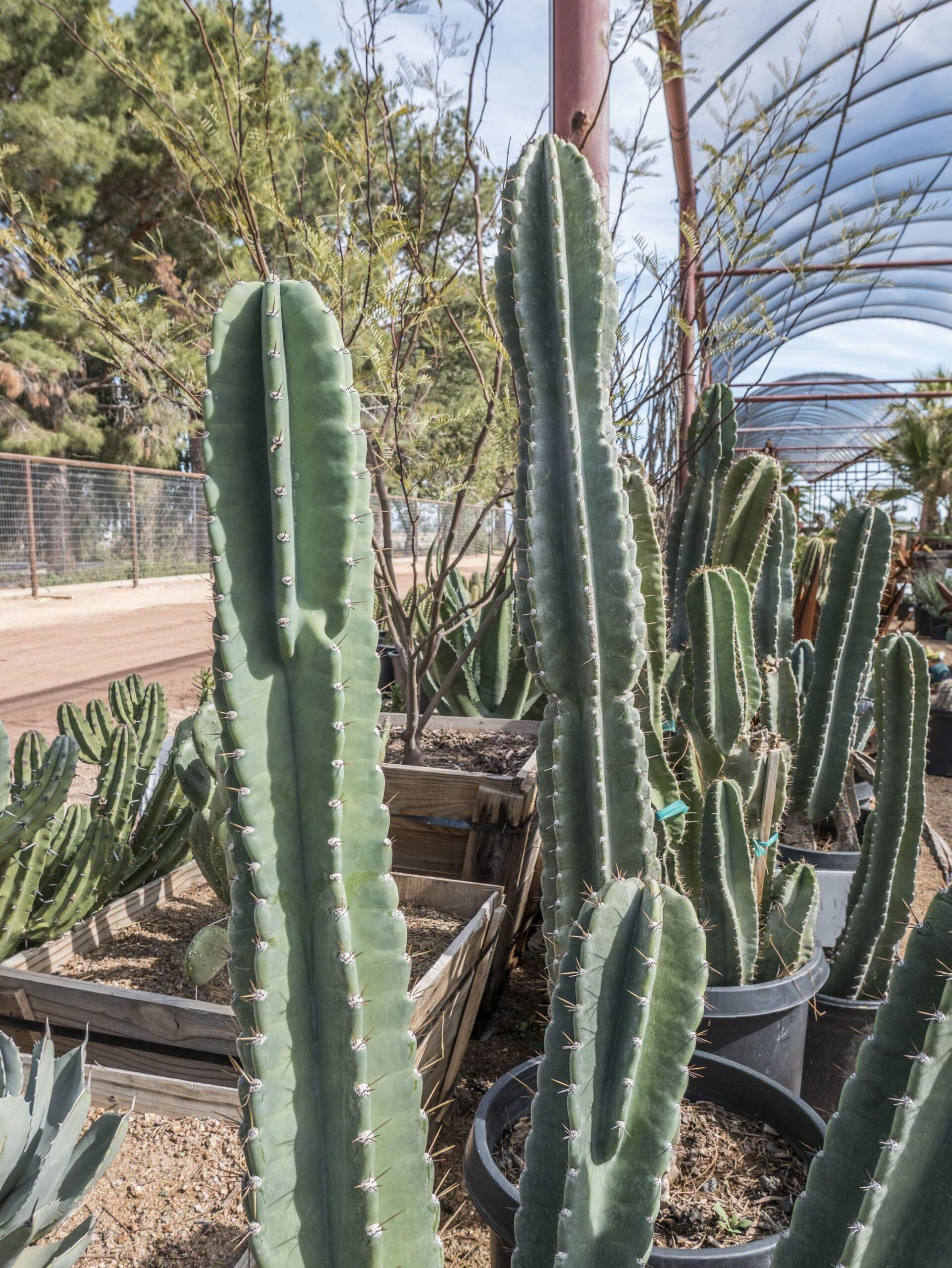 Peruvian Apple Cactus – Desert Horizon Nursery