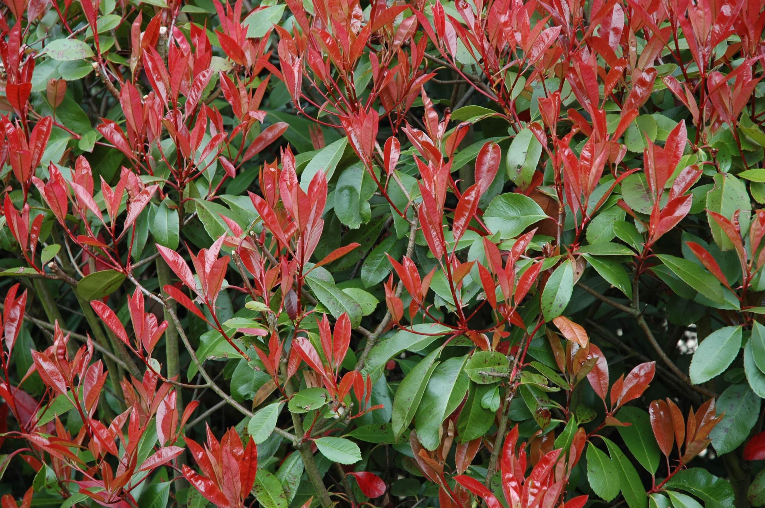 Fraser Photinia – Desert Horizon Nursery