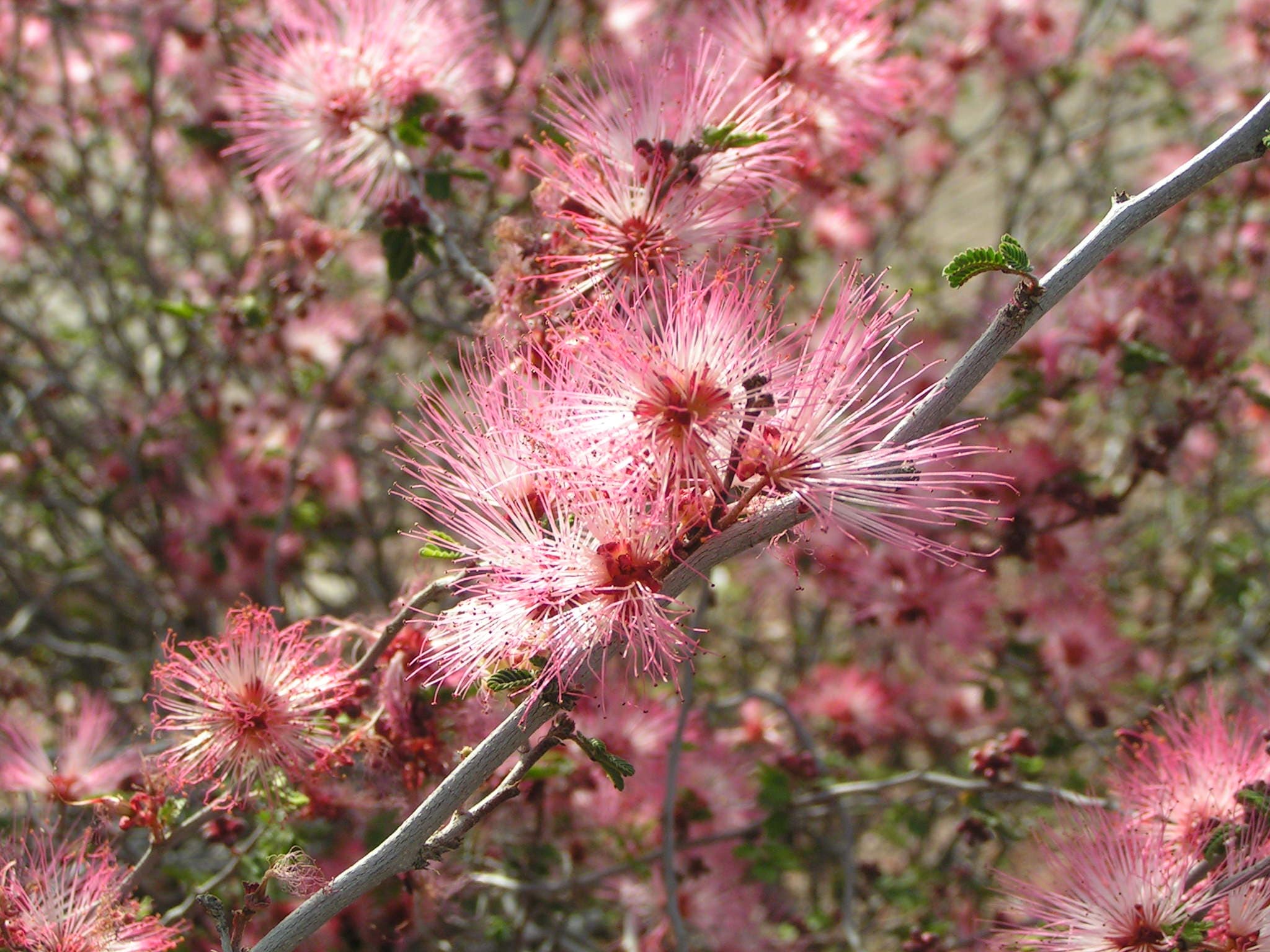 Fairy Duster – Desert Horizon Nursery
