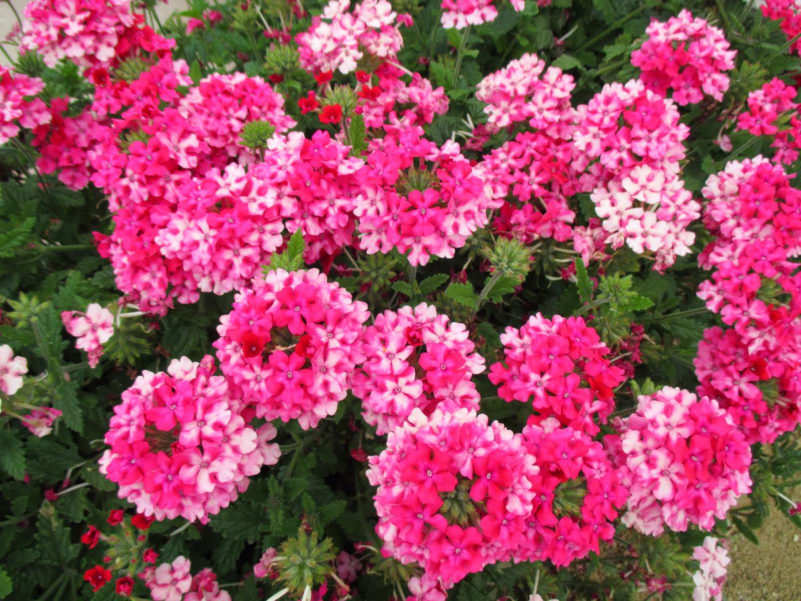 Moss Verbena Pink – Desert Horizon Nursery