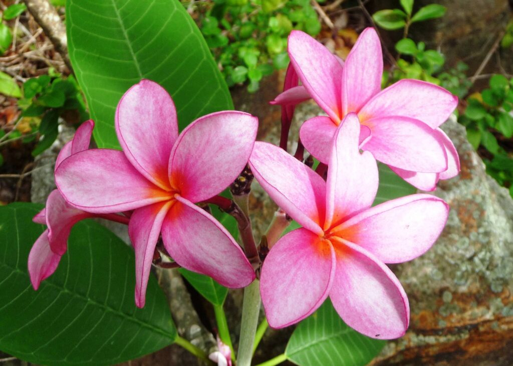 Pink Plumeria – Desert Horizon Nursery
