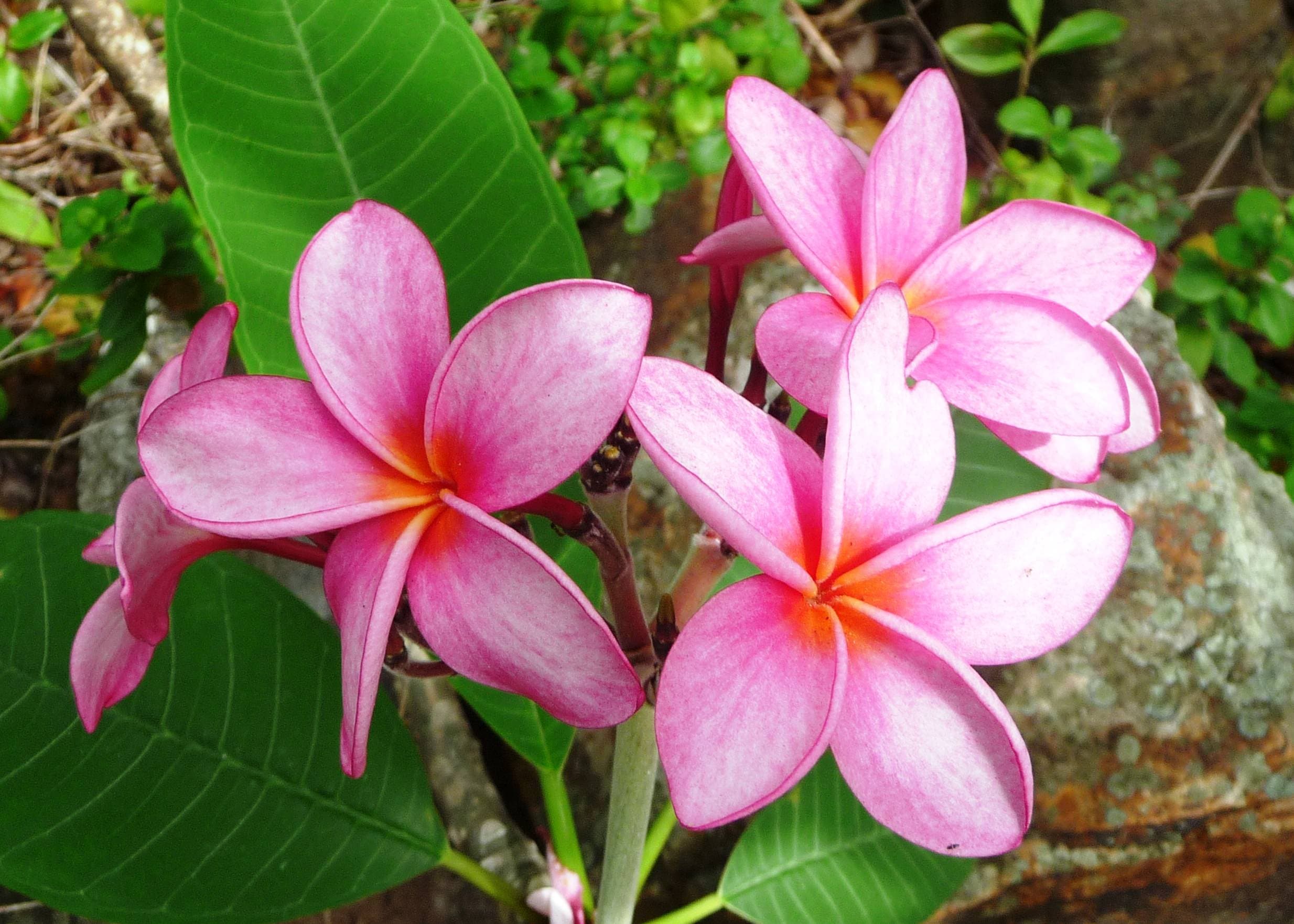 Pink Plumeria – Desert Horizon Nursery