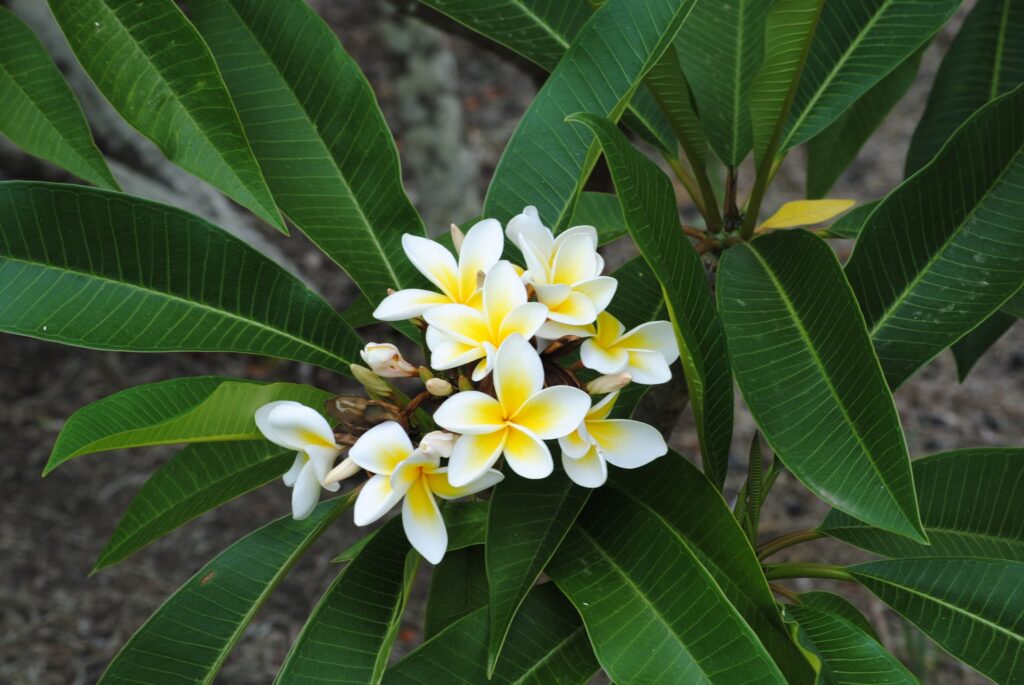 Plumeria – Desert Horizon Nursery