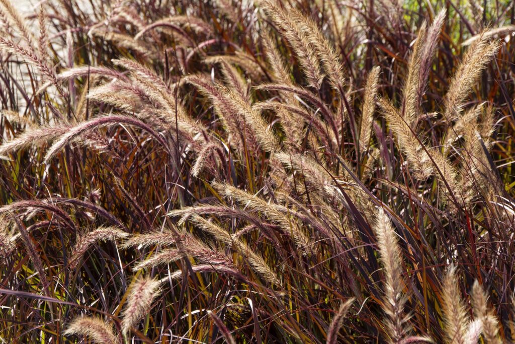 Purple Fountain Grass – Desert Horizon Nursery