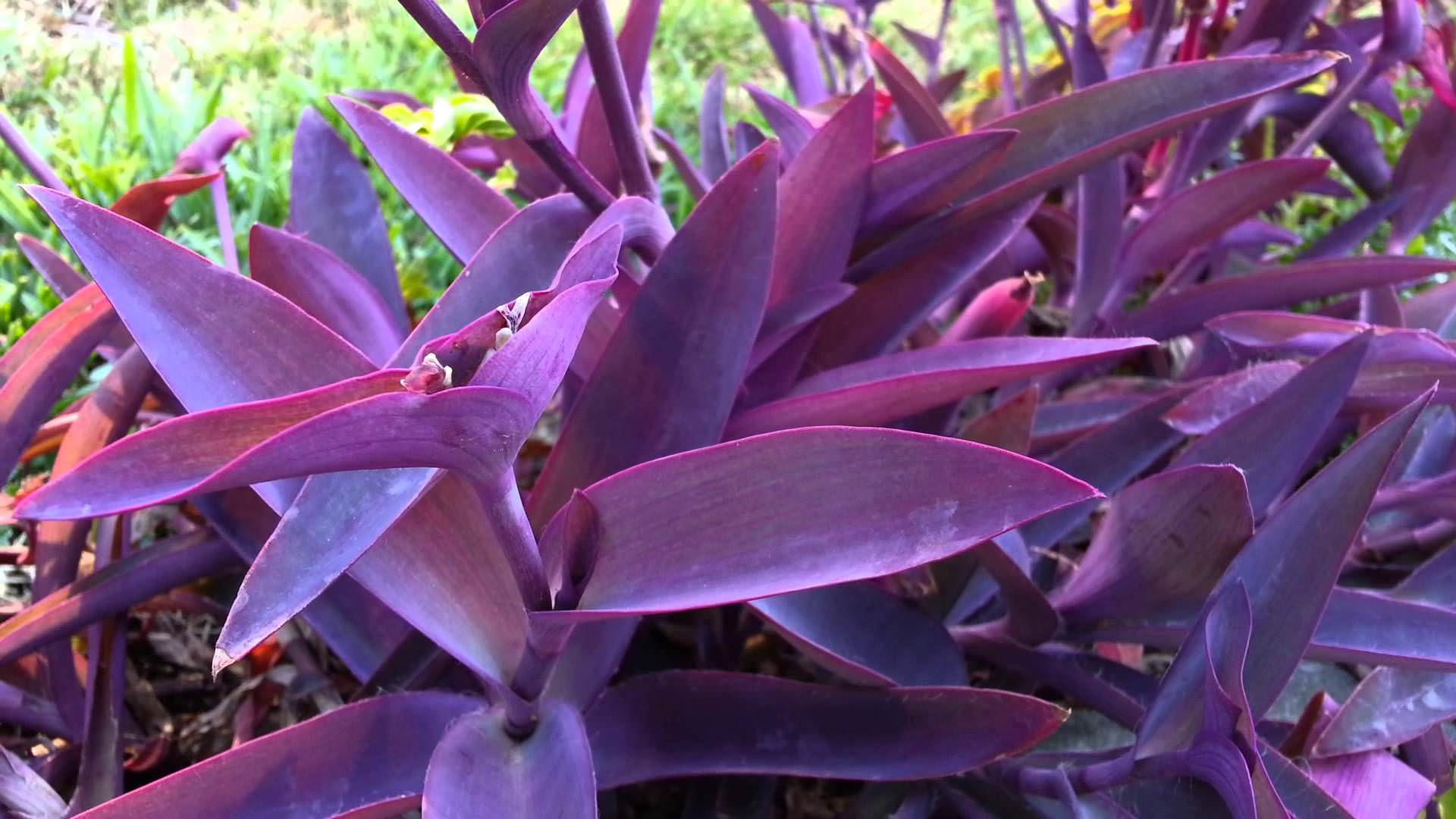 Purple Heart – Desert Horizon Nursery
