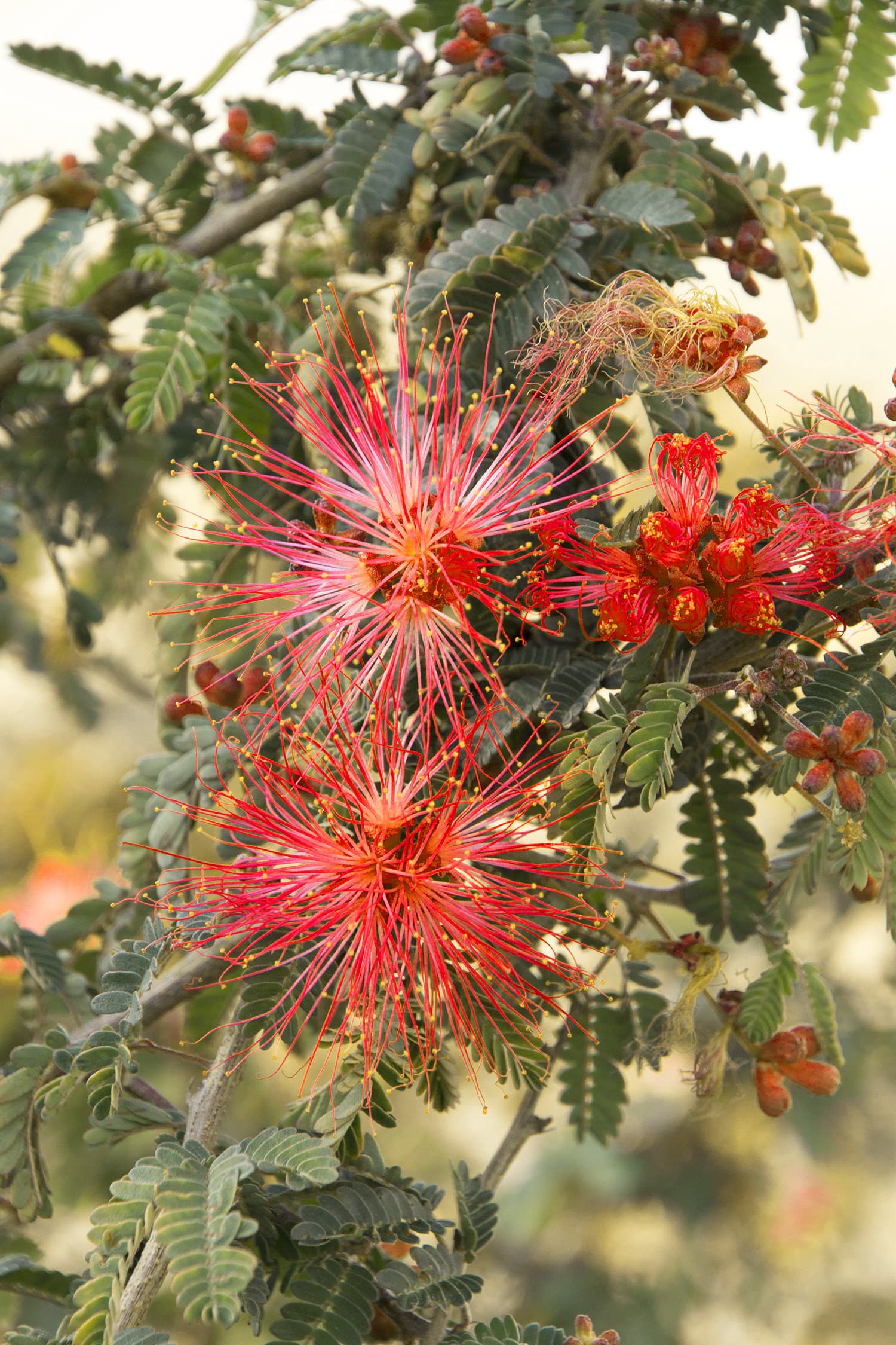 Red Fairy Duster – Desert Horizon Nursery