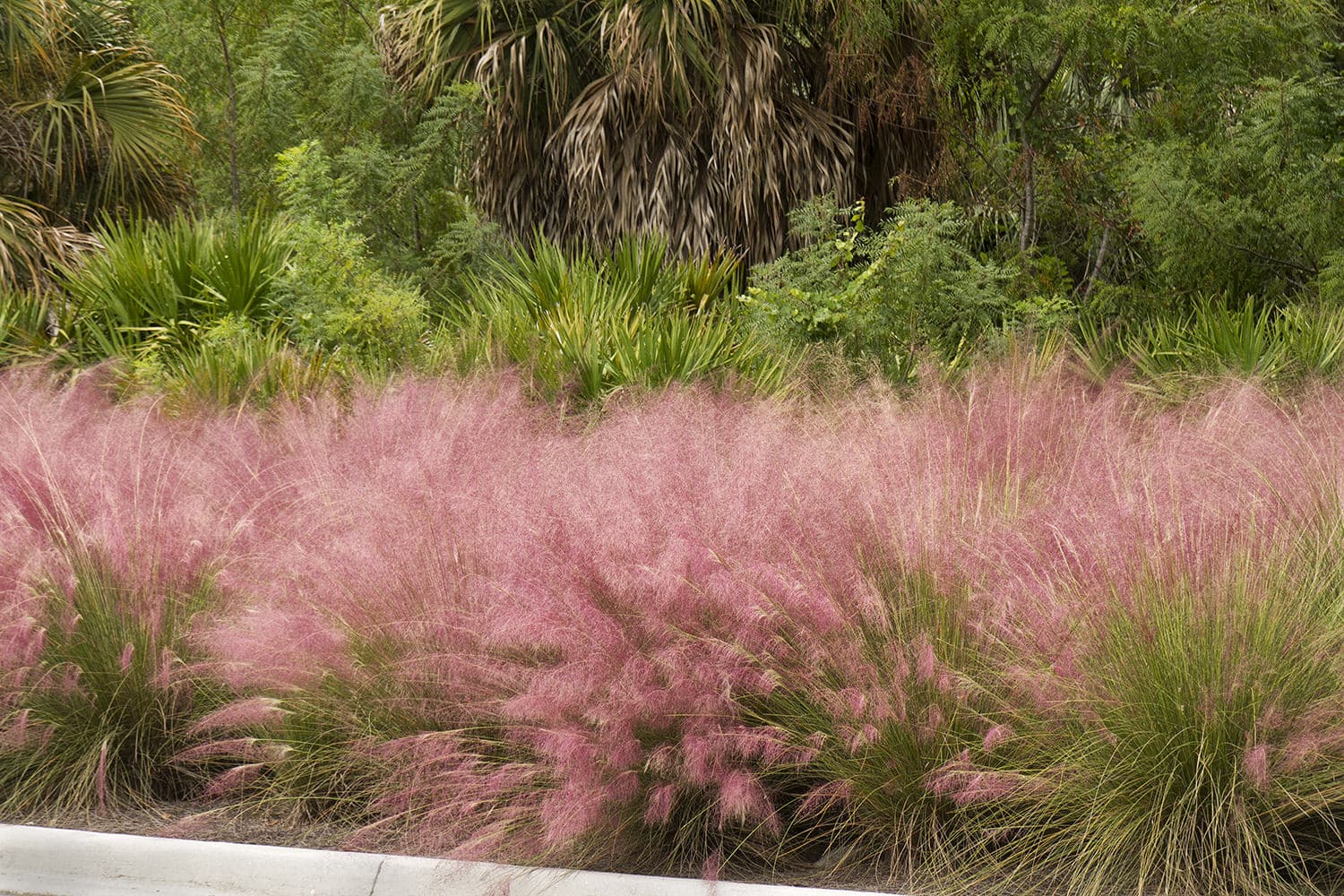 Regal Mist – Desert Horizon Nursery