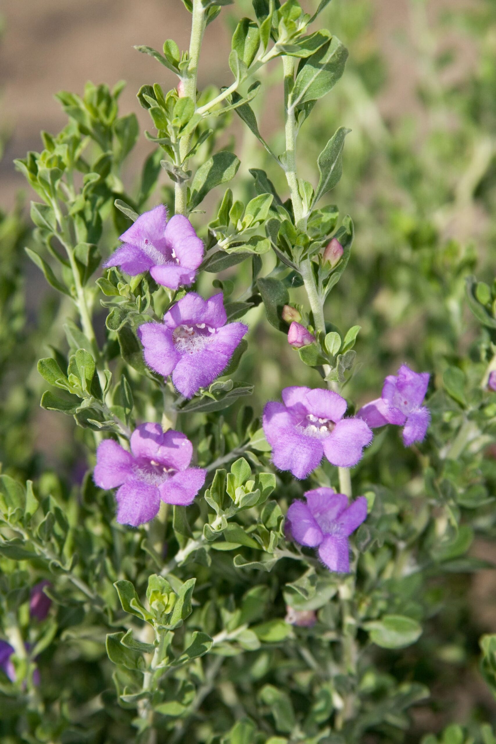Rio Bravo Sage – Desert Horizon Nursery