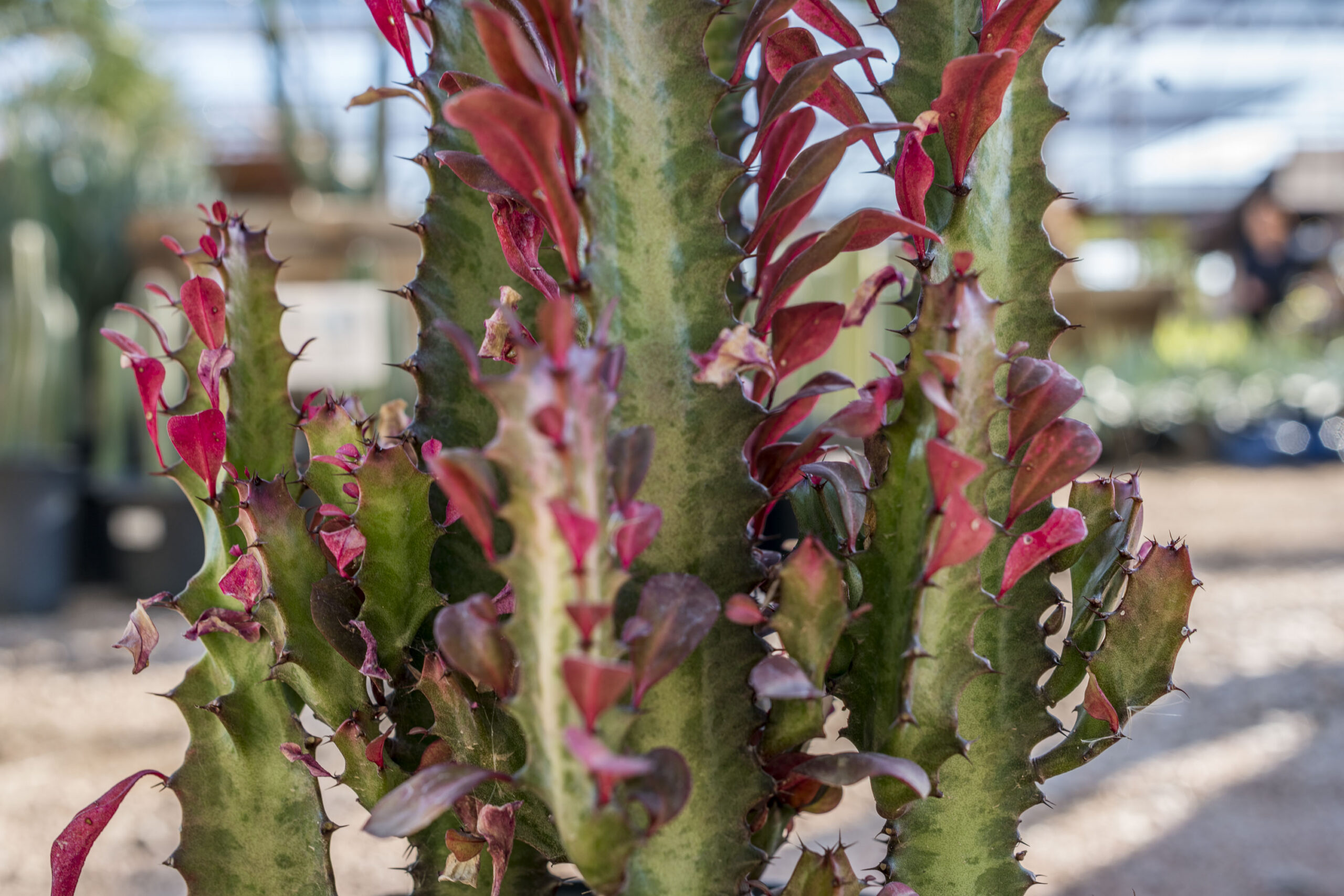 Ruby Red Euphorbia – Desert Horizon Nursery