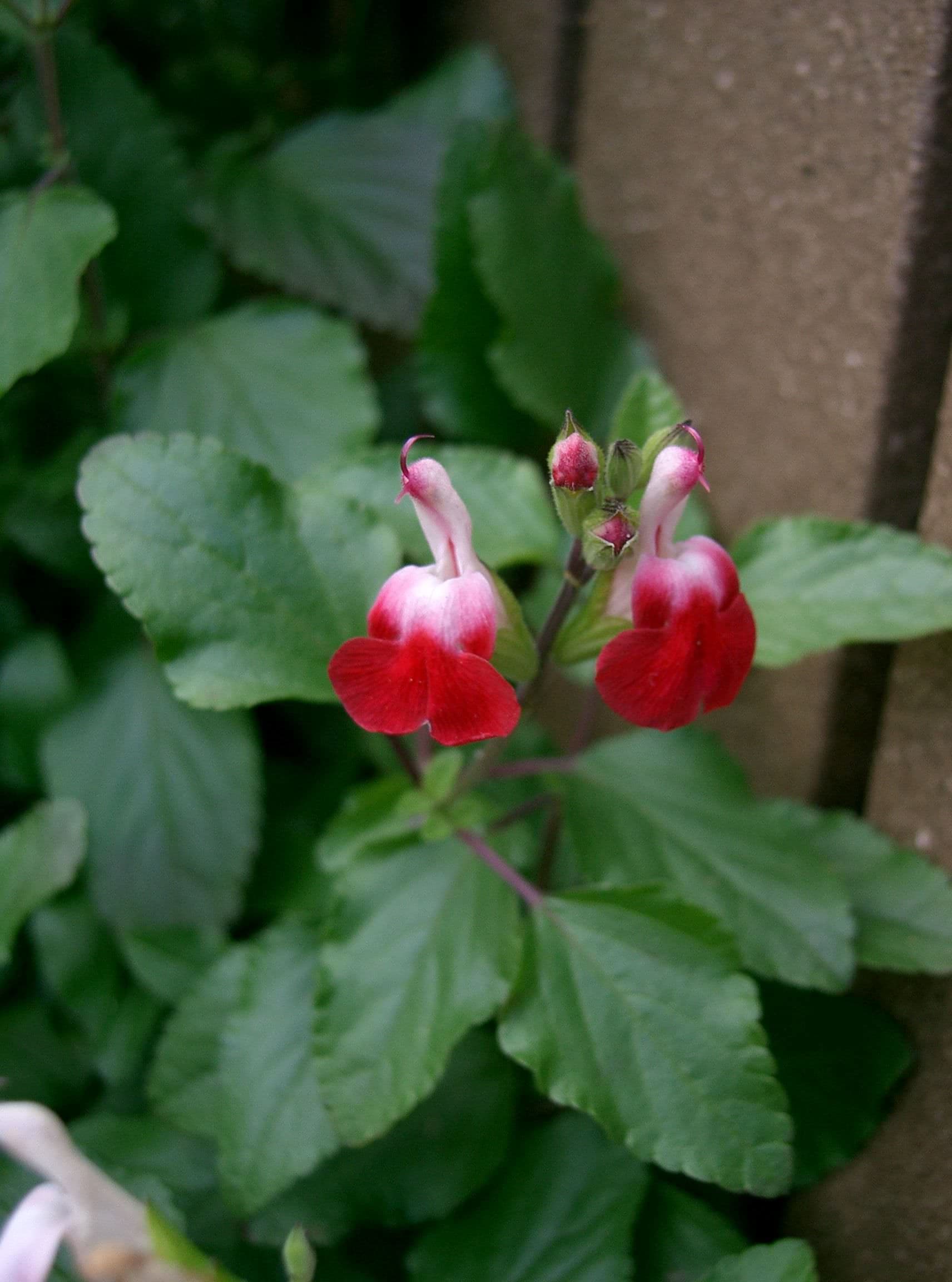 Hot Lips Salvia – Desert Horizon Nursery