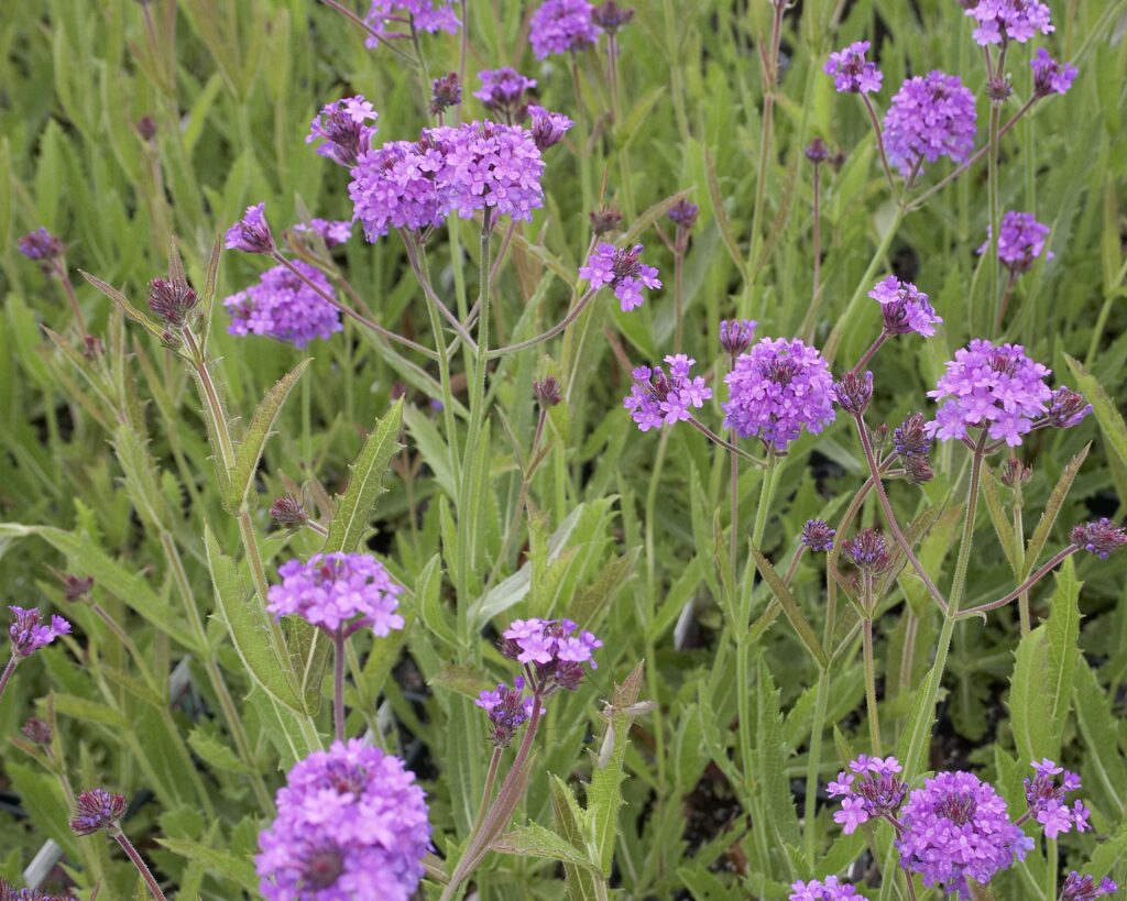Sandpaper Verbena – Desert Horizon Nursery