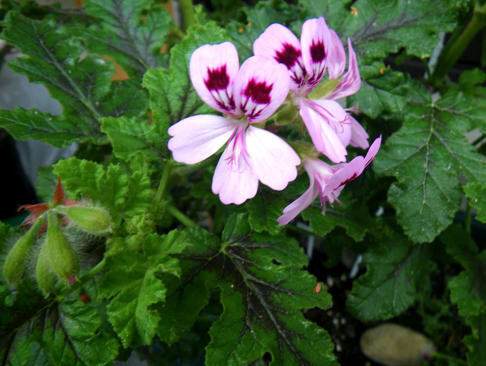 Scented Leaf Geranium – Desert Horizon Nursery