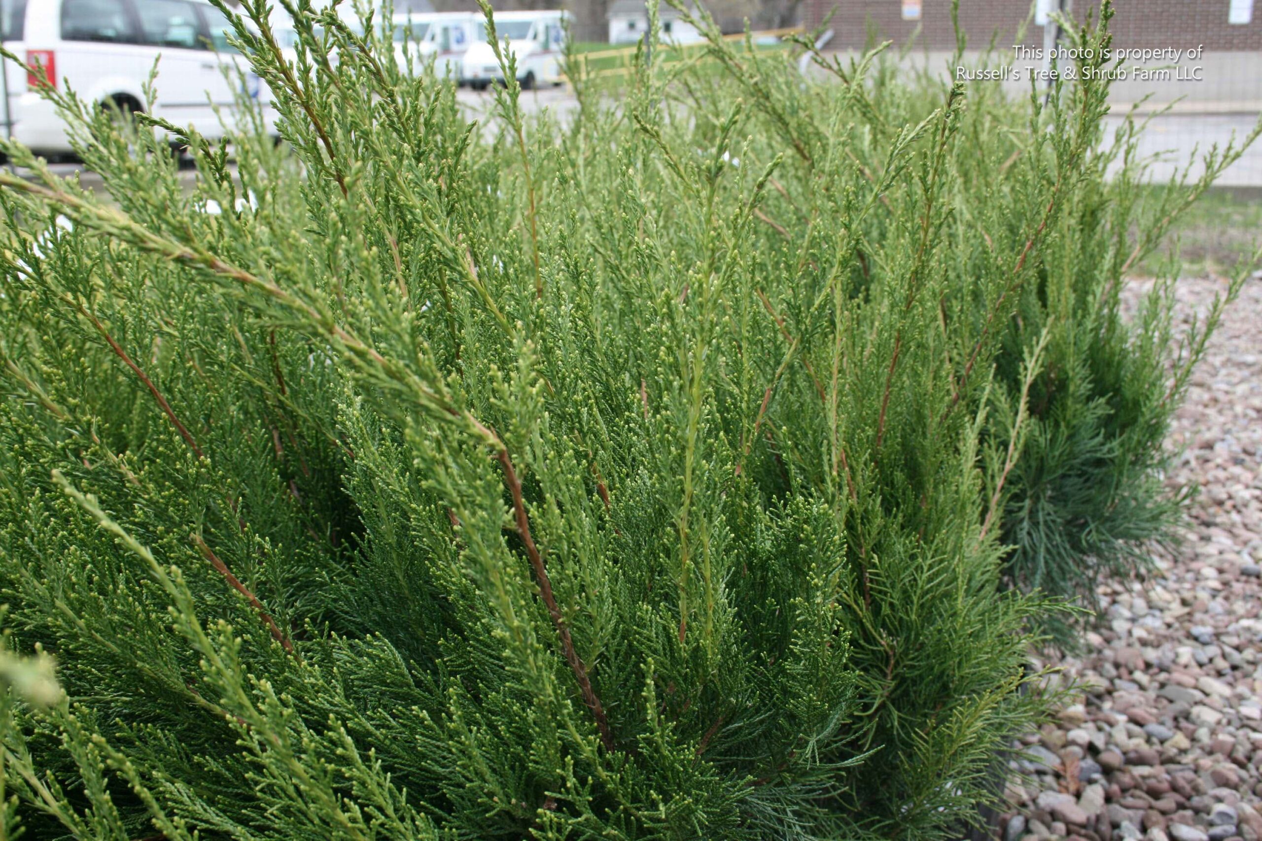 Sea Green Juniper – Desert Horizon Nursery