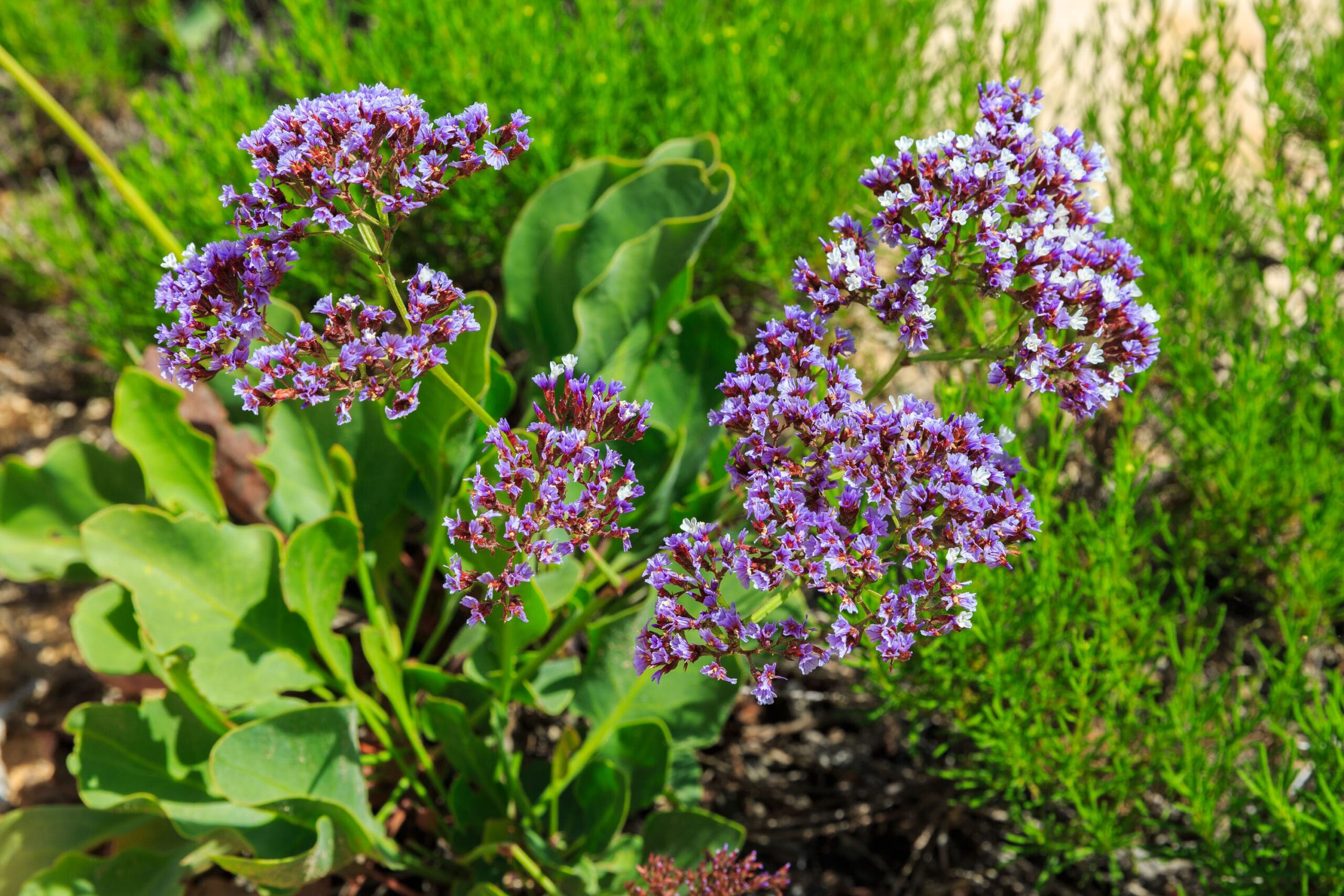 Sea Lavender – Desert Horizon Nursery
