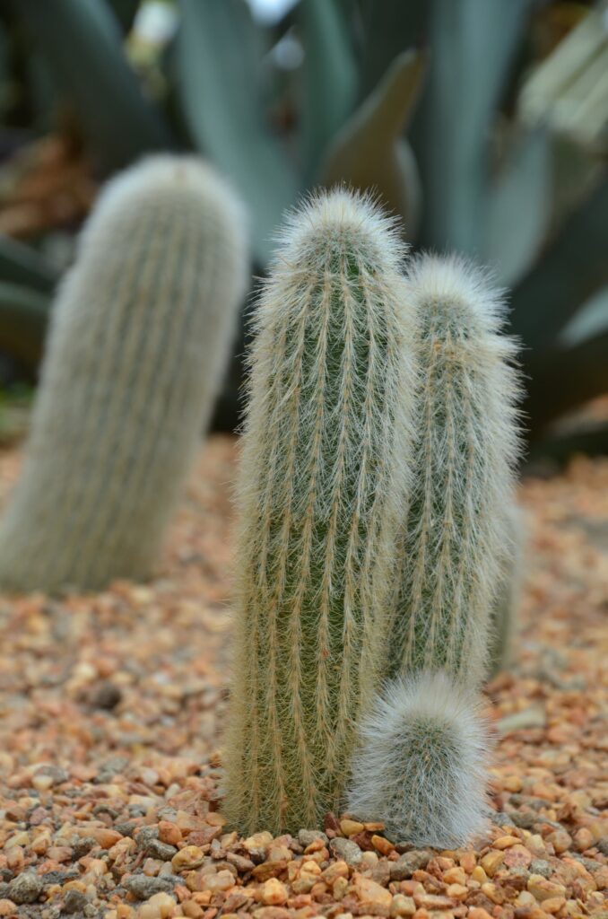 Silver Torch – Desert Horizon Nursery