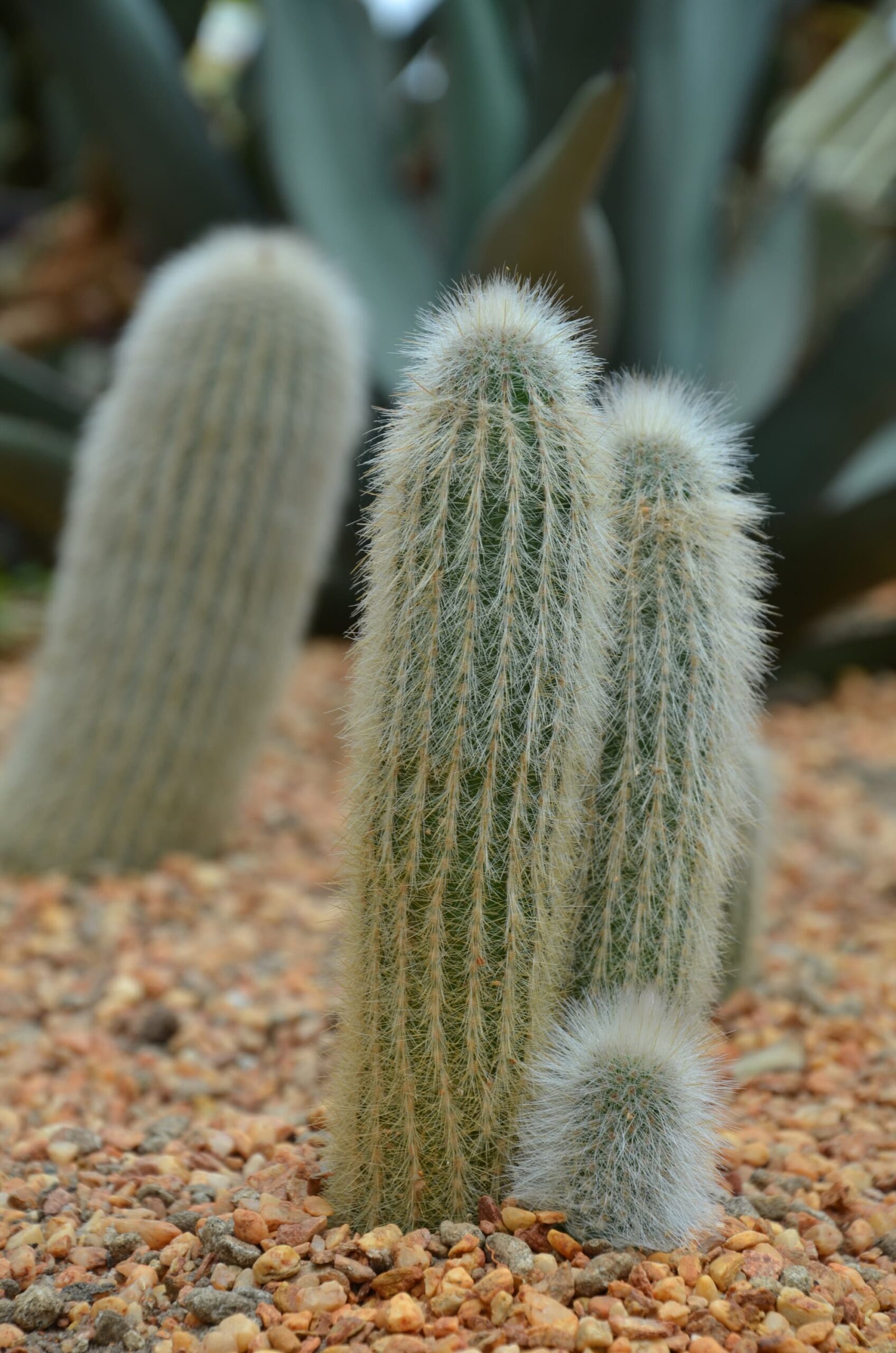 Silver Torch – Desert Horizon Nursery