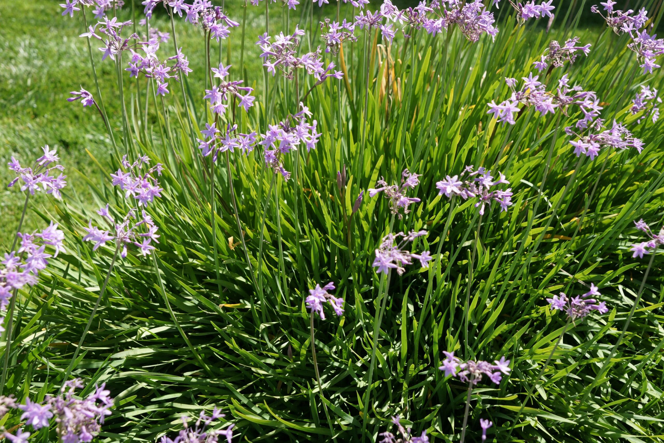 Society Garlic – Desert Horizon Nursery
