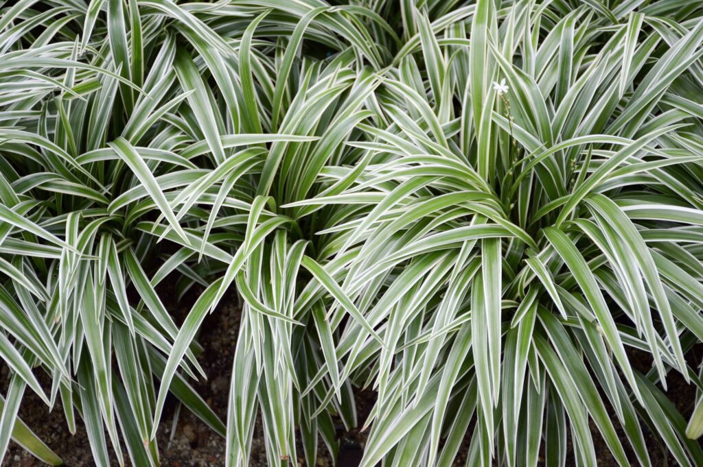 Spider Plant – Desert Horizon Nursery