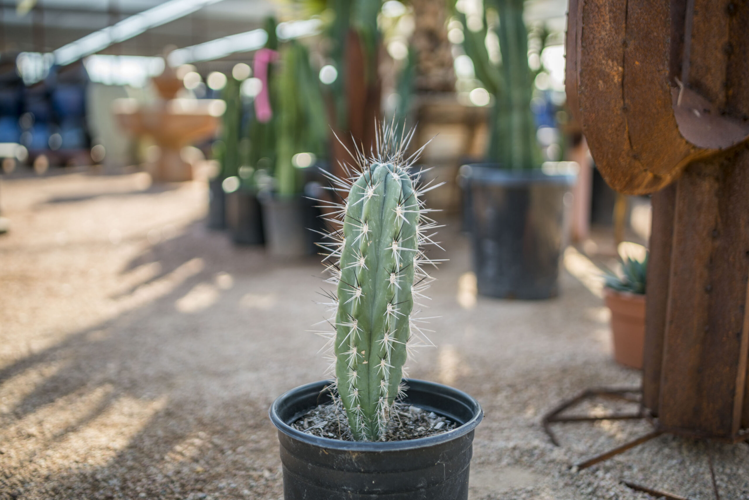 Stetsonia – Desert Horizon Nursery
